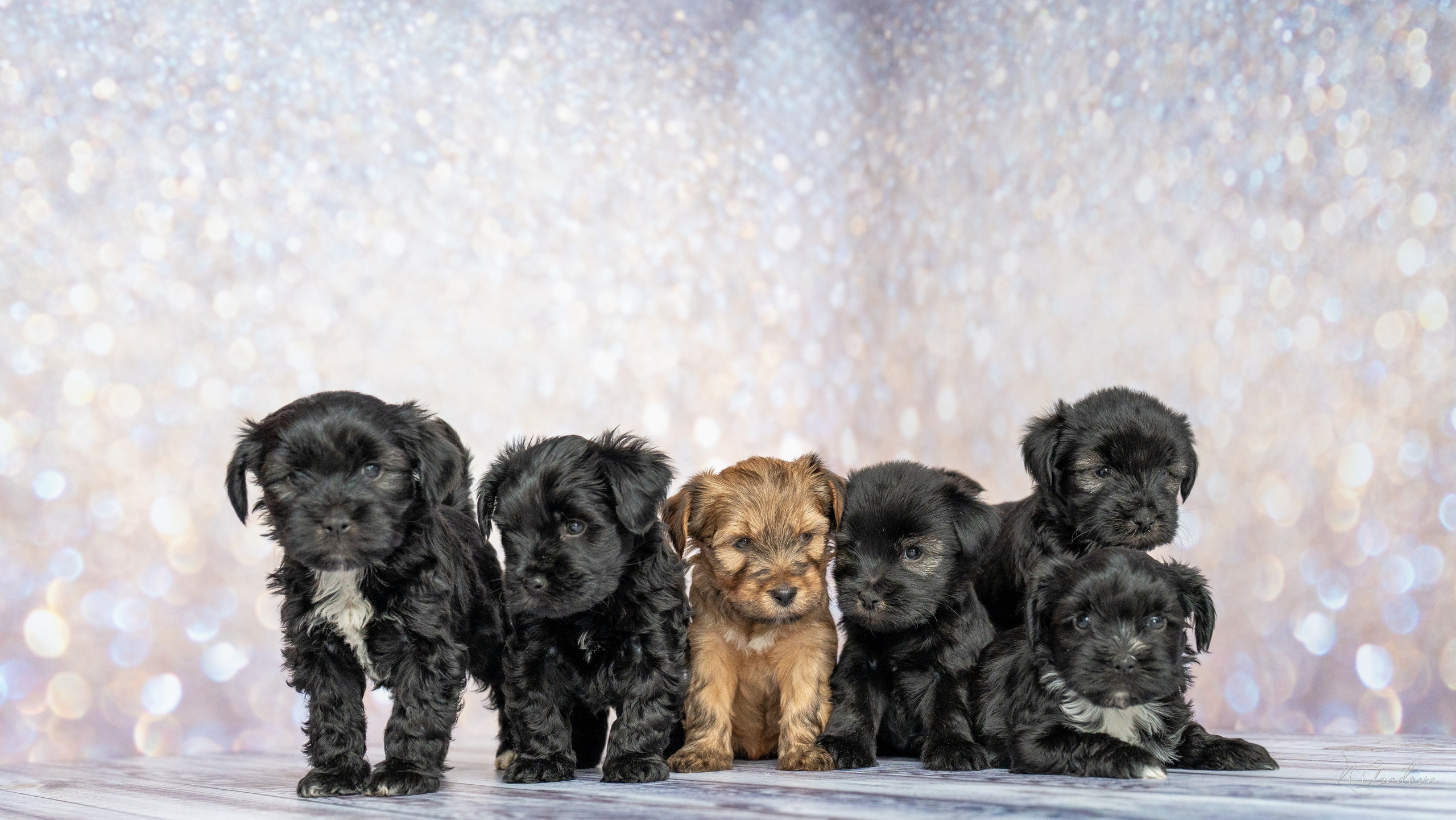 Тибетские терьеры 1мес. Фотограф-анималист Асадова