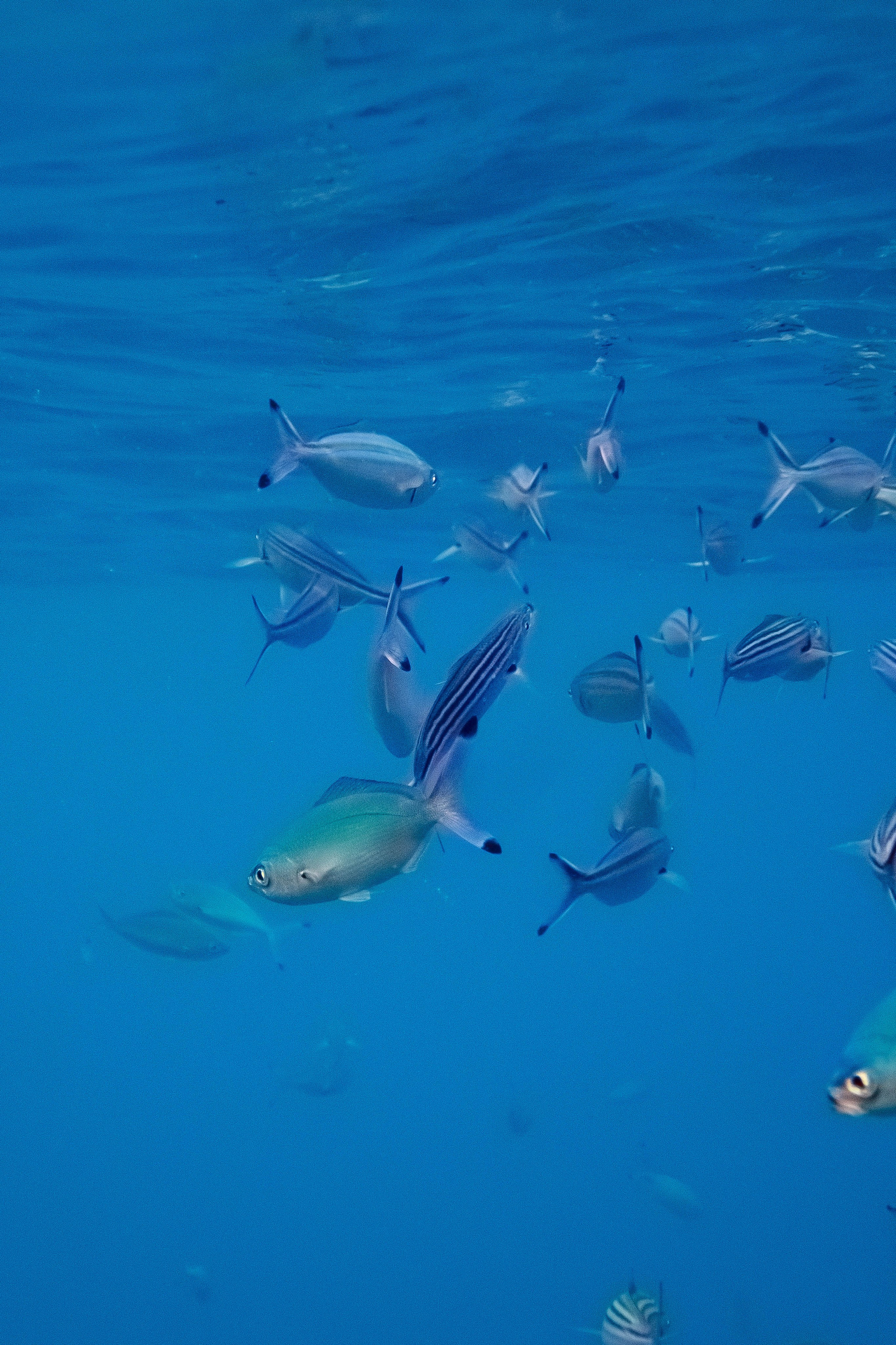 Fish. Фотограф Светлана Голицына