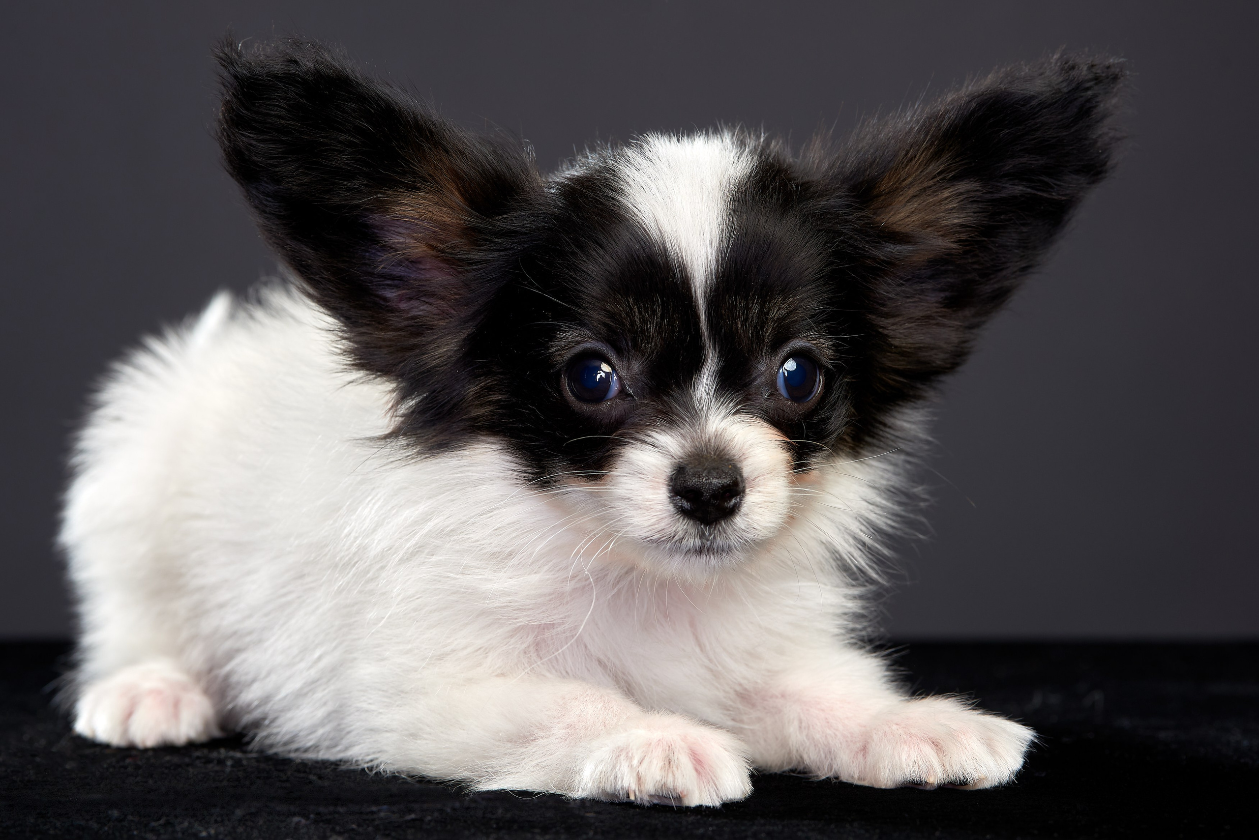 Фотосъемка животных