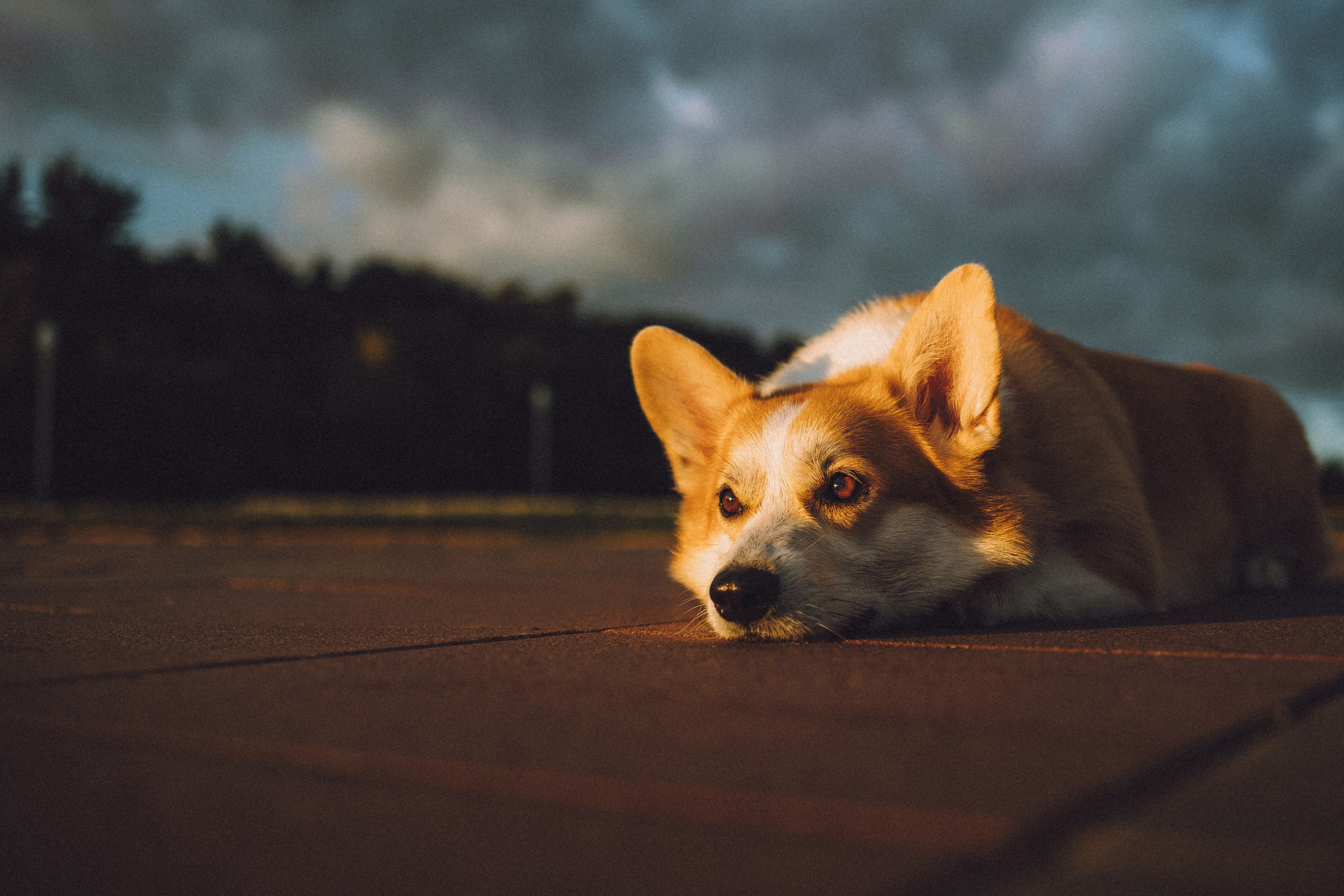 Пуговка и ее семья