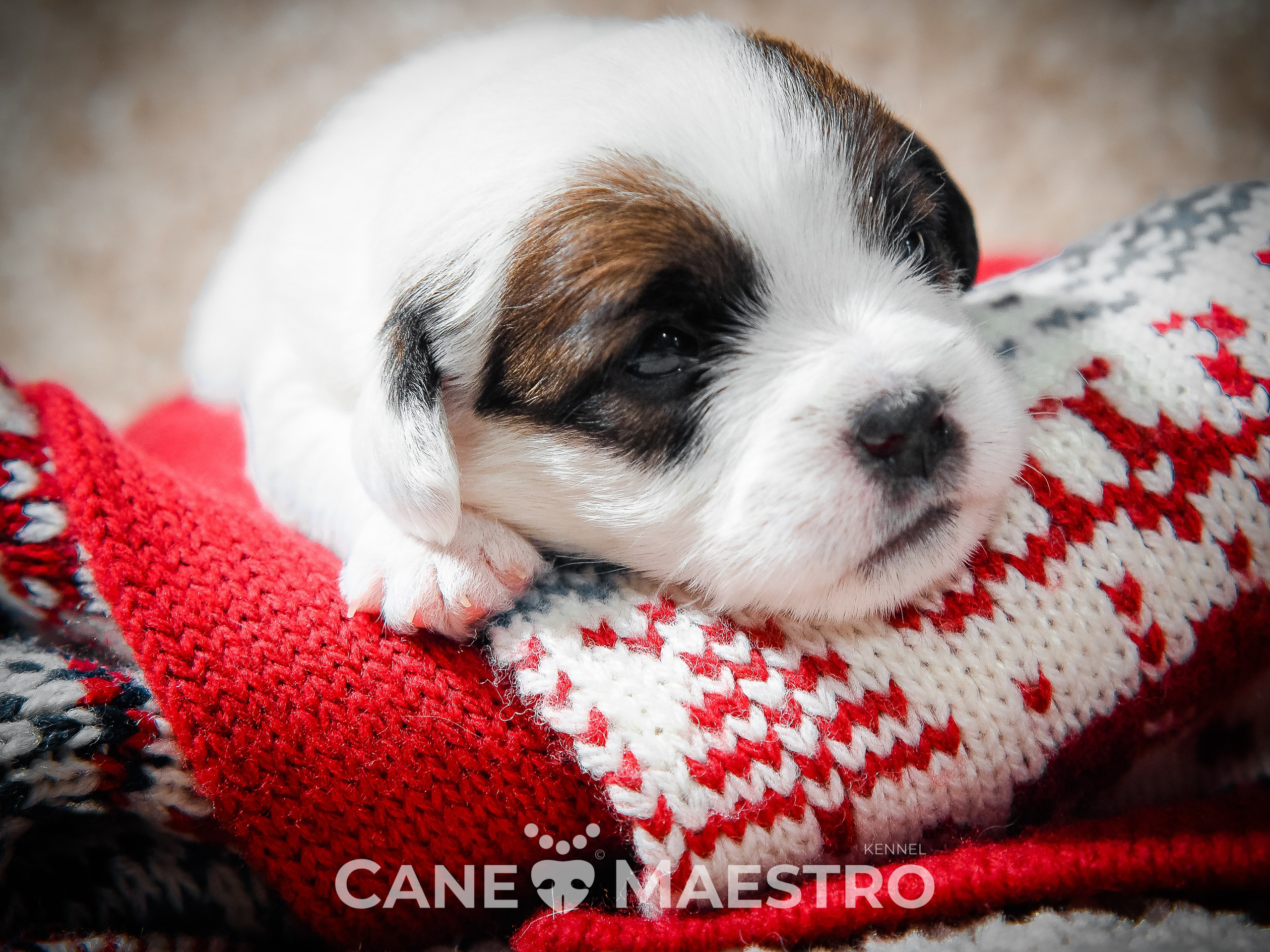 1КОБЛ_МОНОКЛЬ_Ц_ЛИТТЕР. CANE MAESTRO — kennel Jack Russell Terrier