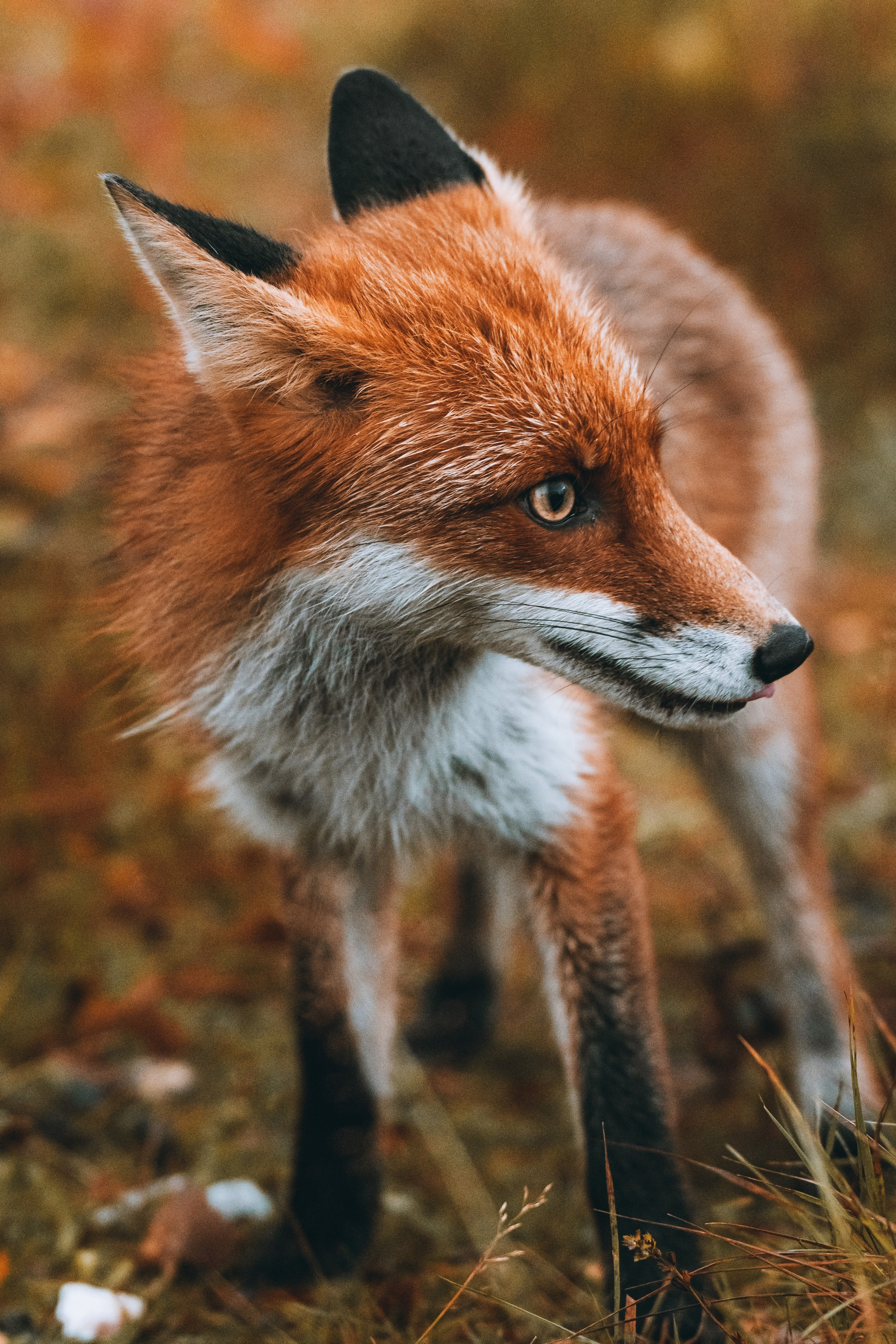 СЕВЕР. Event фотограф Степанова Александра