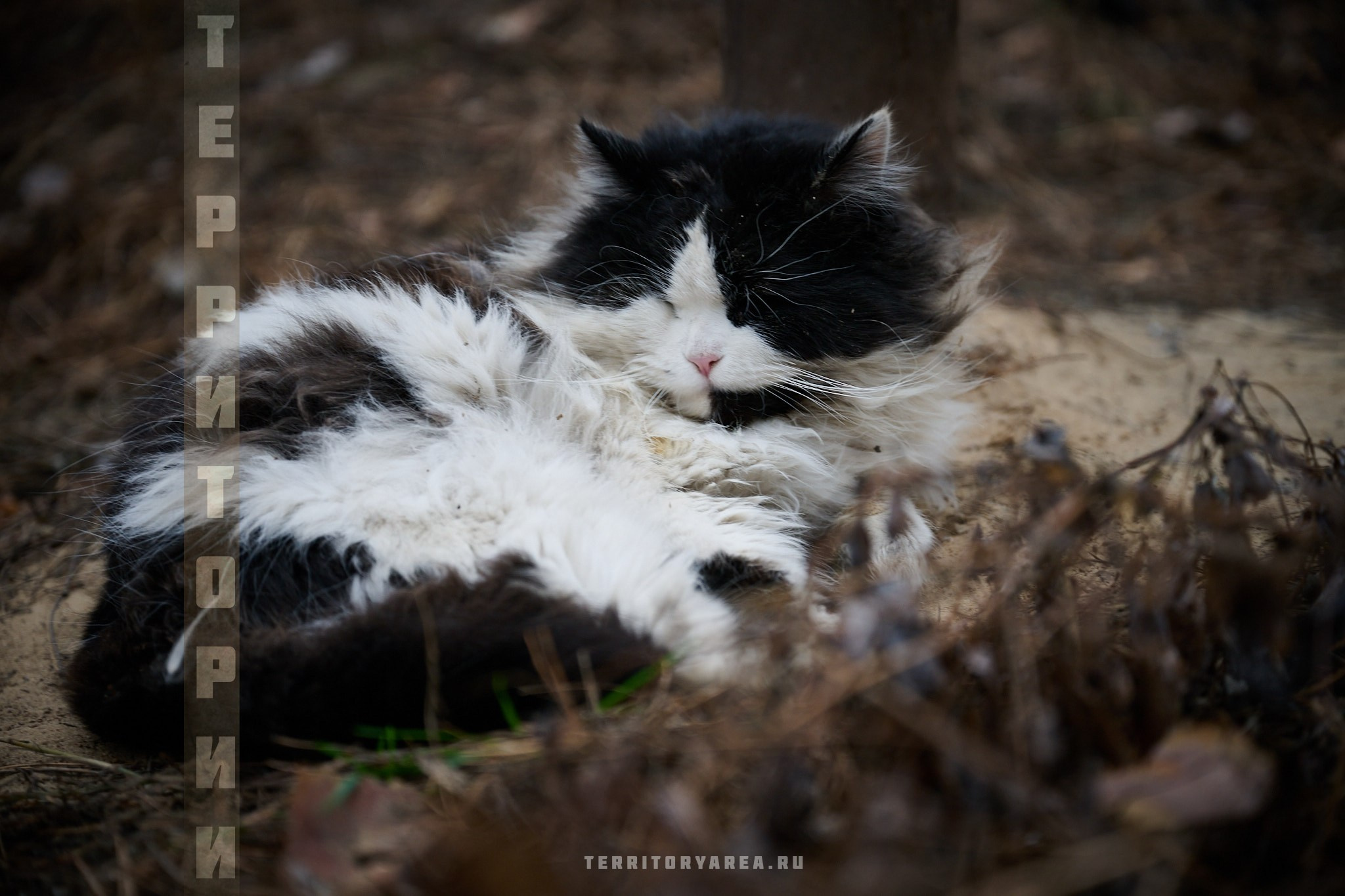 Открытки фотопроекта «Территории». Фотопроект «Территории»