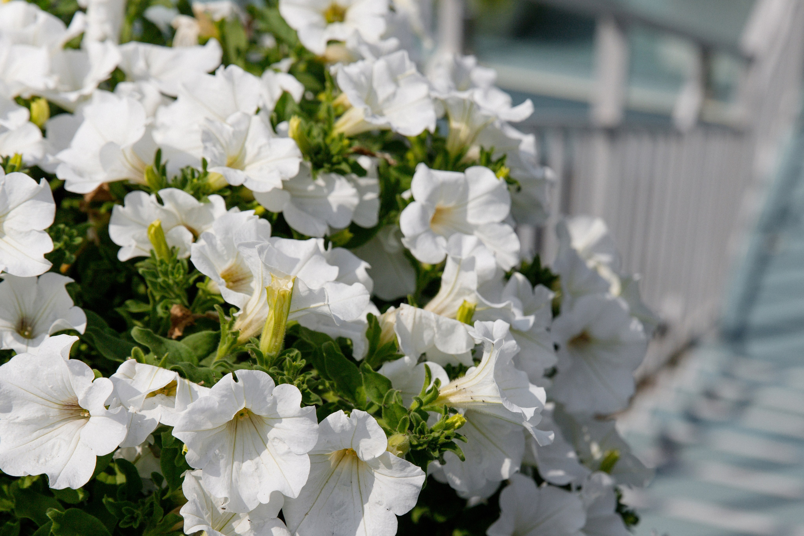 Свадебная фотосессия церемония и банкет в ресторане Станъ, Краснодар. Свадебный фотограф и видеограф Краснодар, Ростов, Сочи, Новороссийск