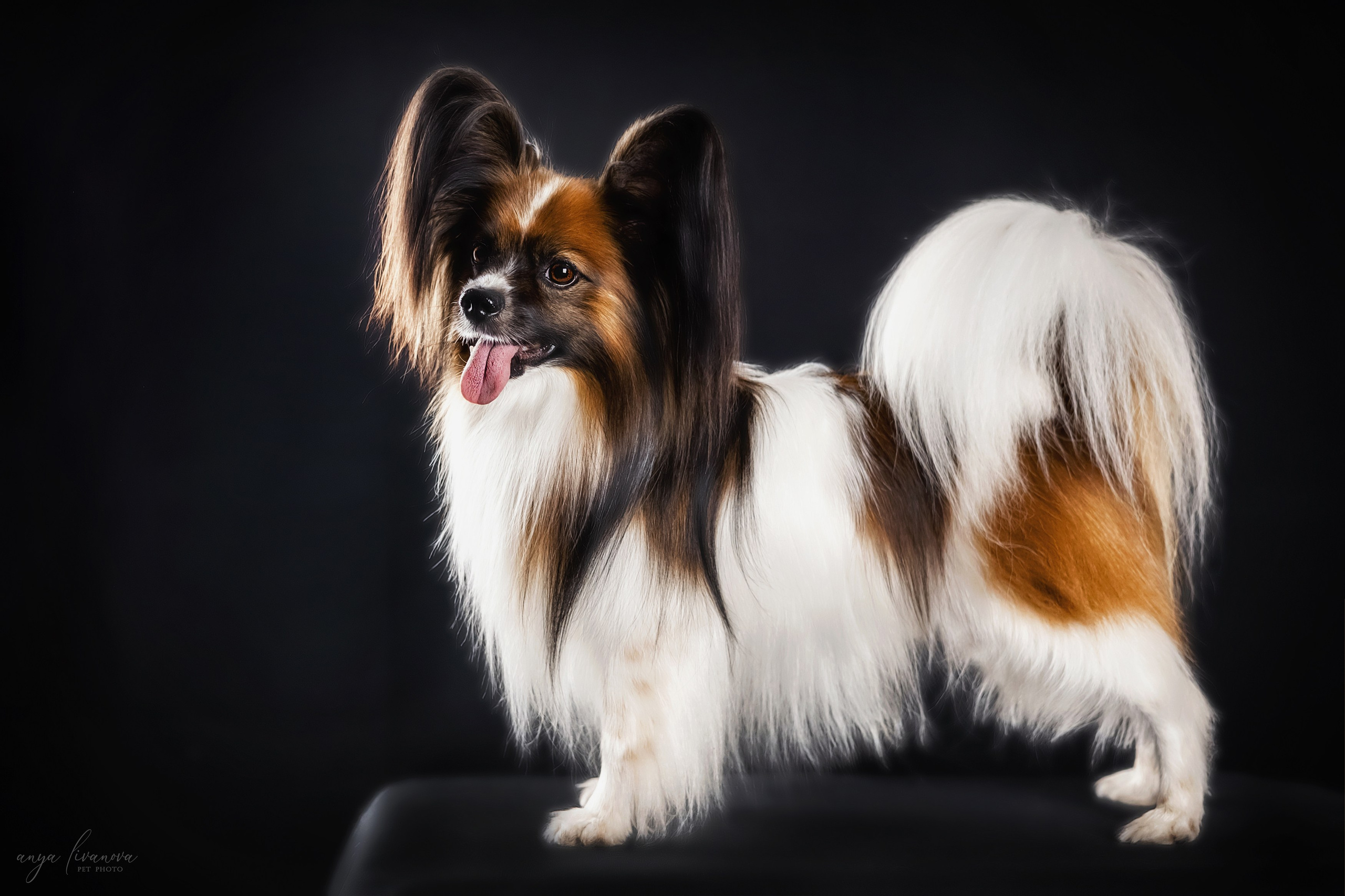 Террик. Фотограф анималист Аня Ливанова | Рыбинск