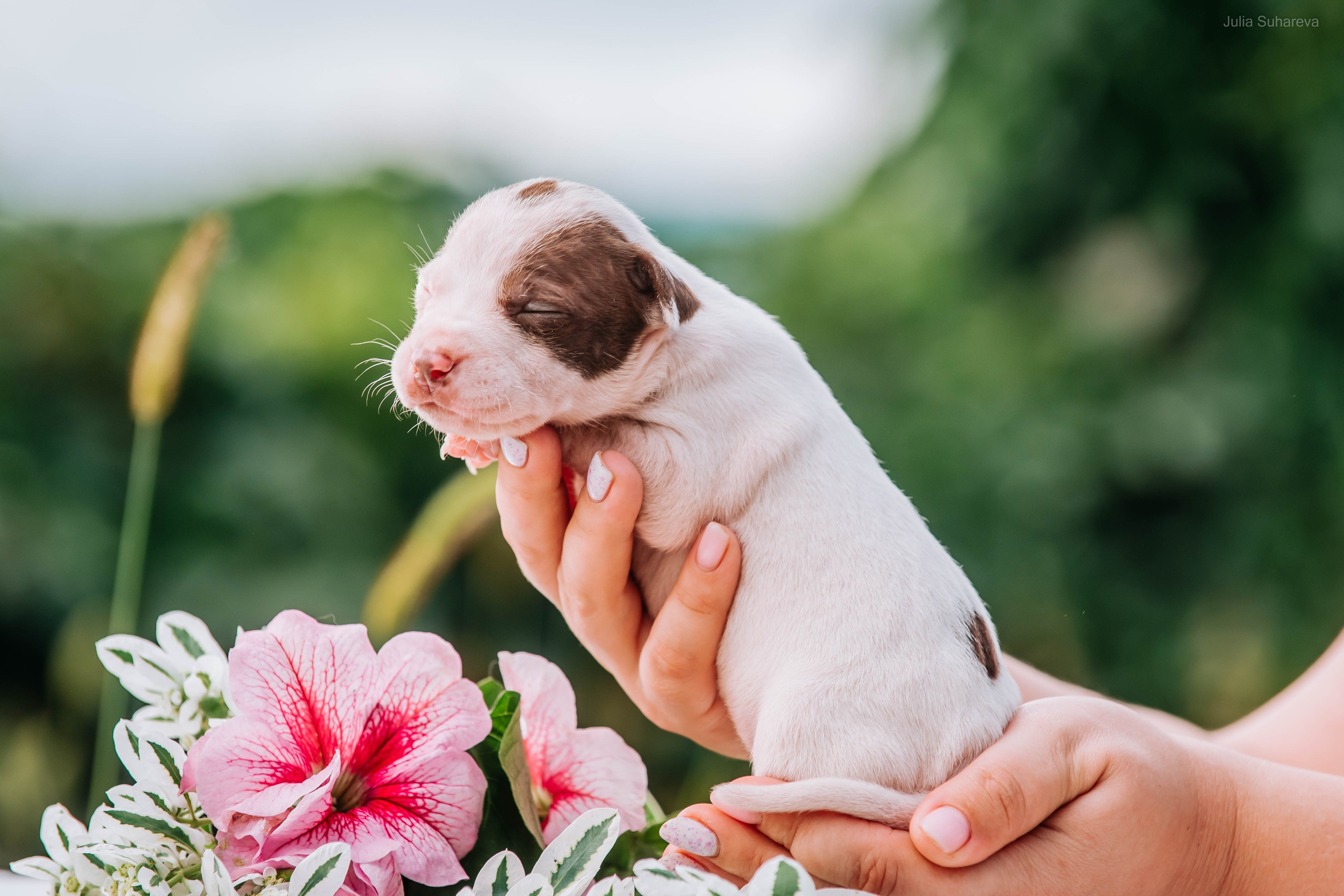 Щенки 2 недели. Главная