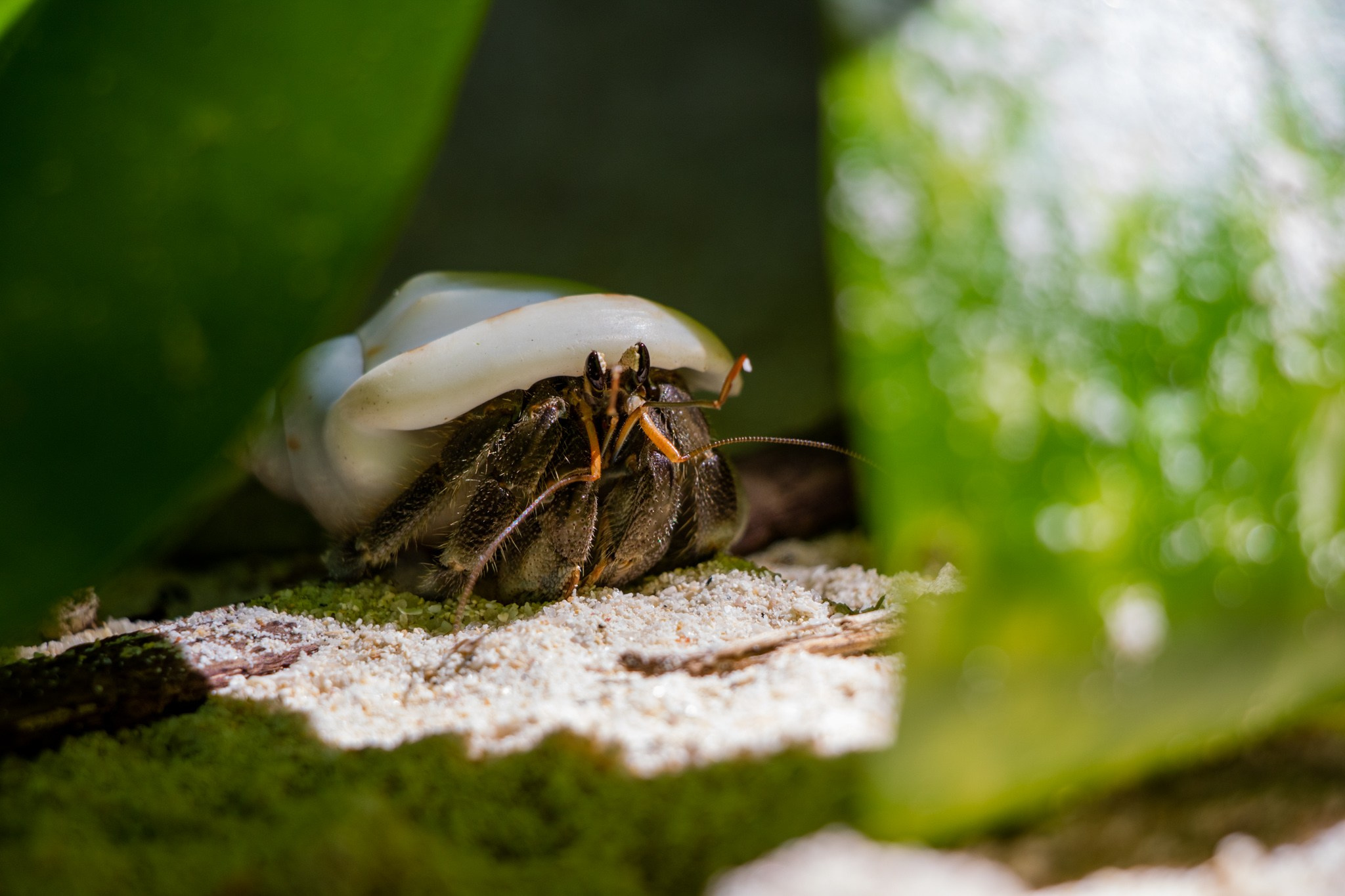 Макро. Фотограф Василий Буланов