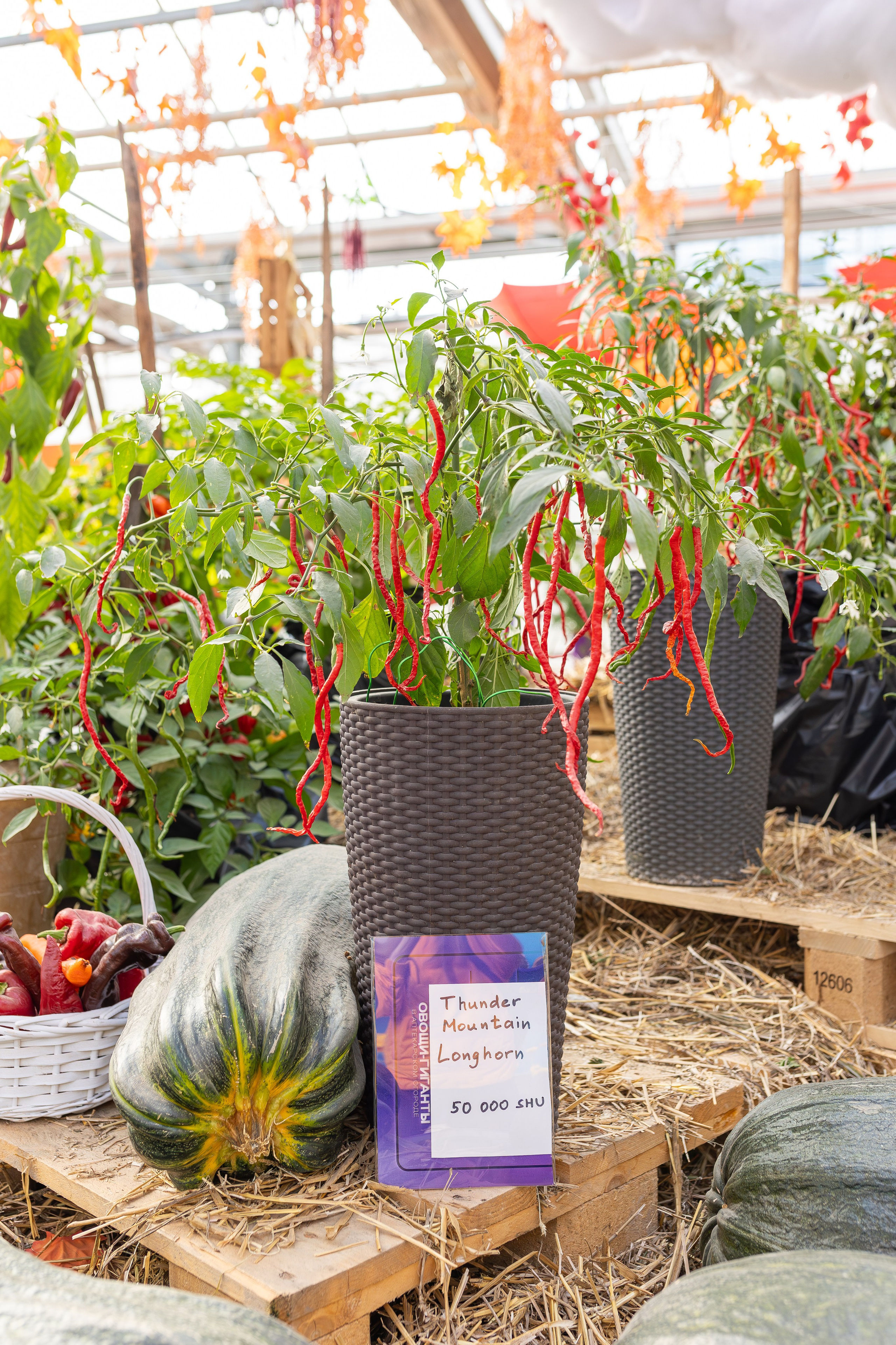 Овощи-гиганты. Александра Куликова фотограф, Москва