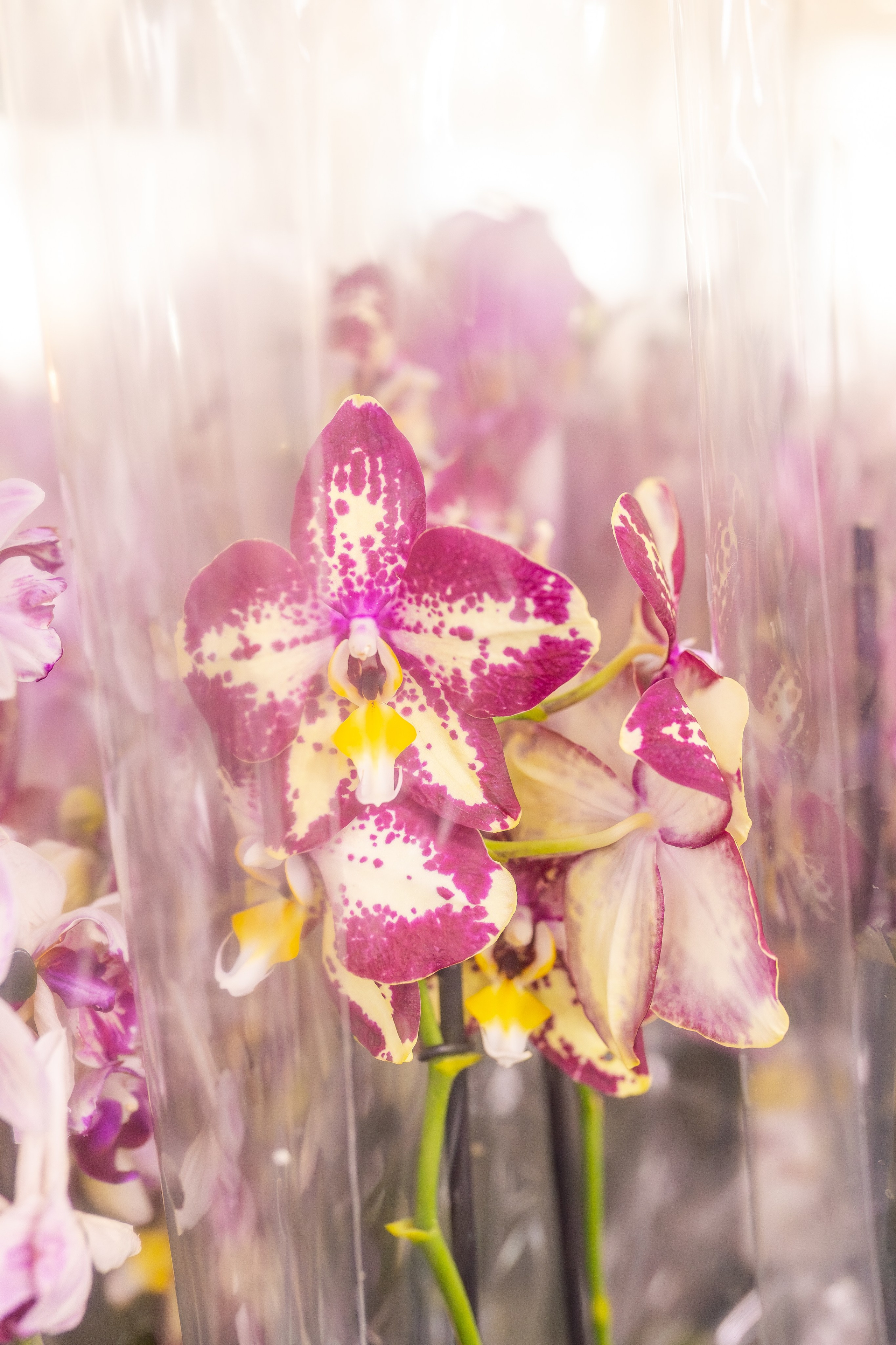 Орхидиум сентябрь 2025. Александра Куликова фотограф, Москва