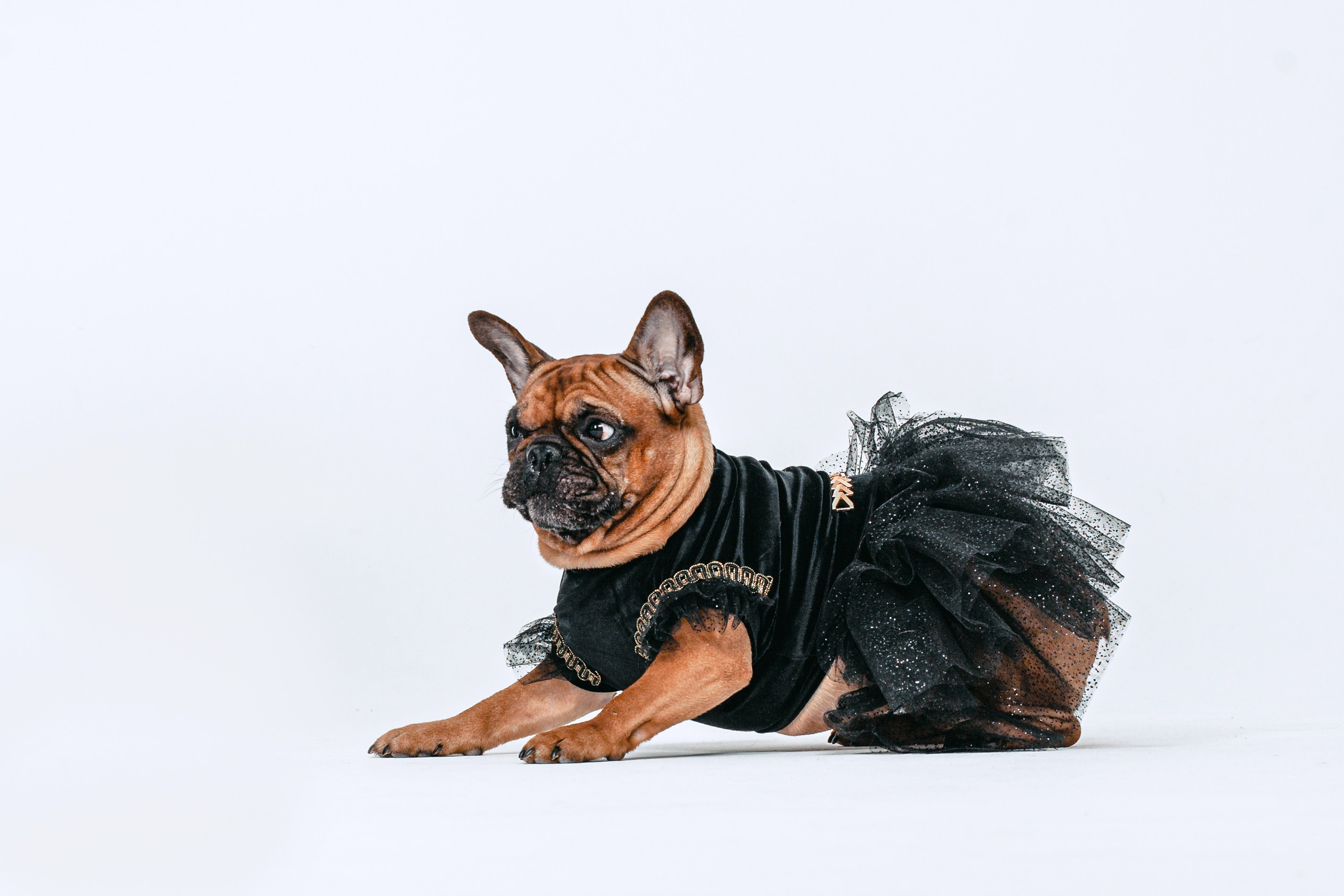 Пижамная вечеринка французских бульдогов и их хозяев. Фотограф-анималист Татьяна Степанова