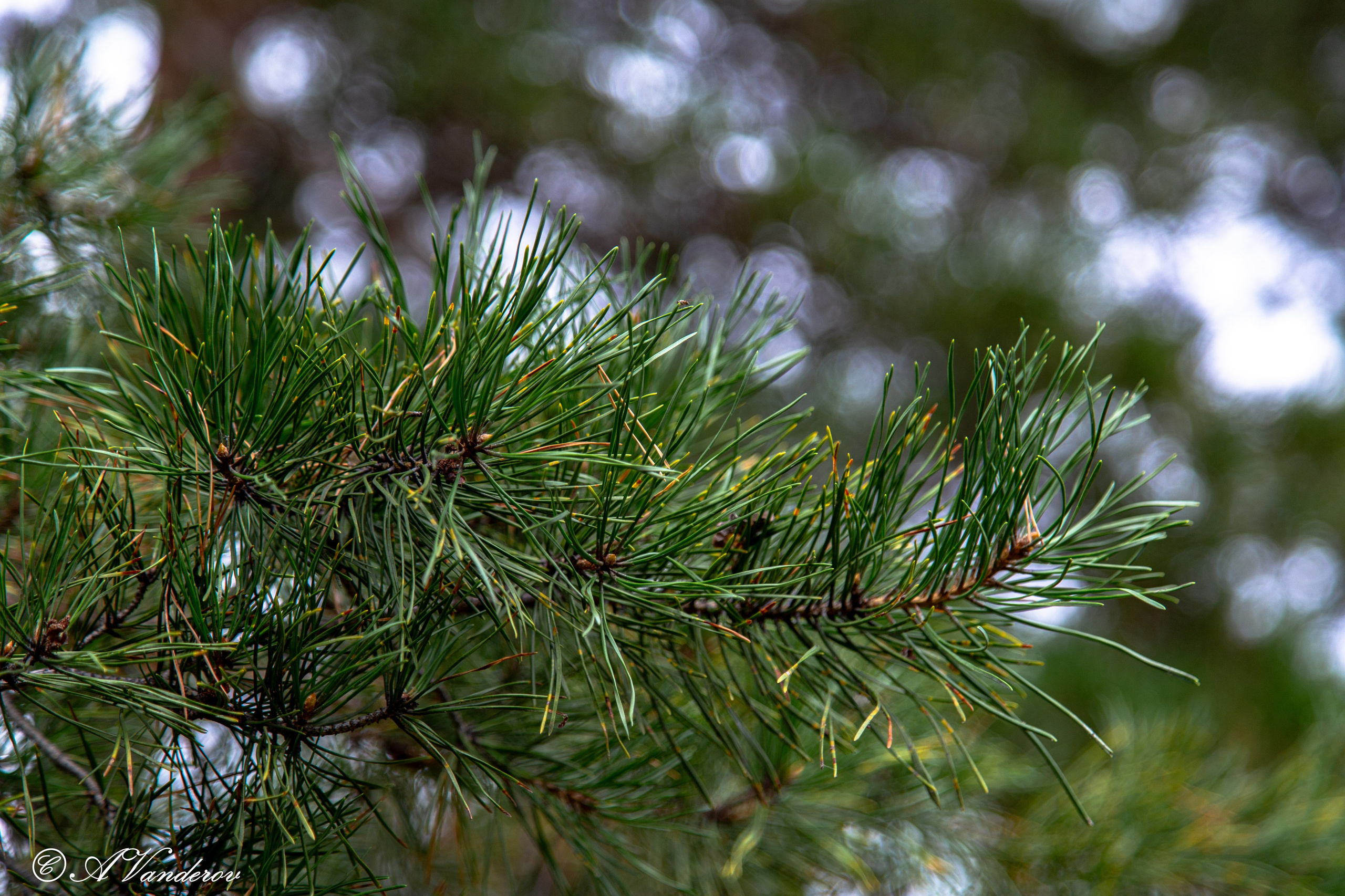 Красота природы. Фотограф Омск | Александр Вандеров