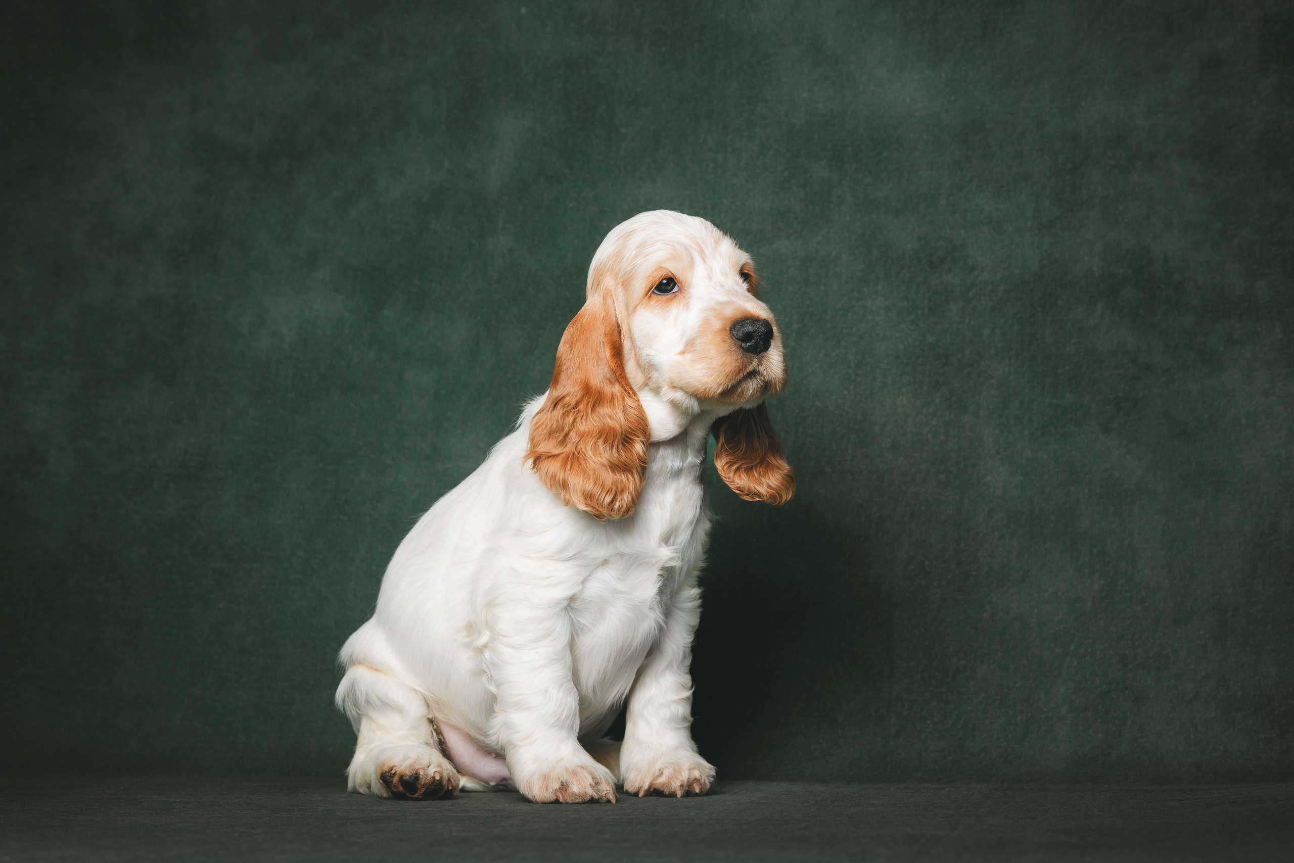 Английские коккер-спаниели. Фотограф анималист Осипчикова Мария