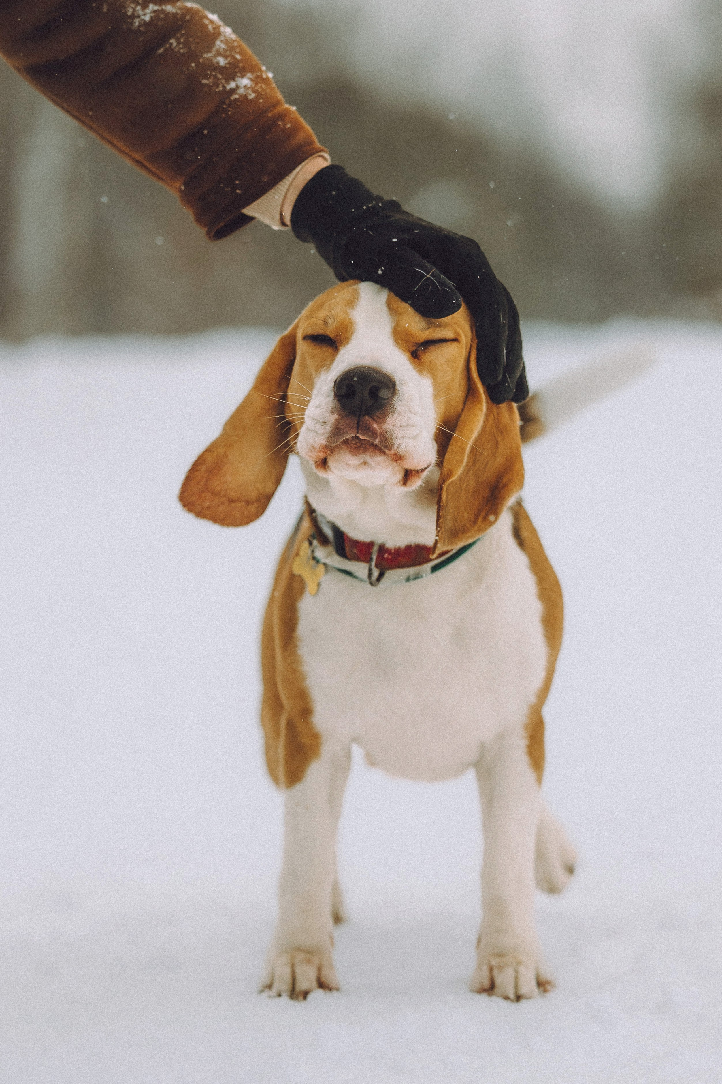 Роман, Портер и Коррес