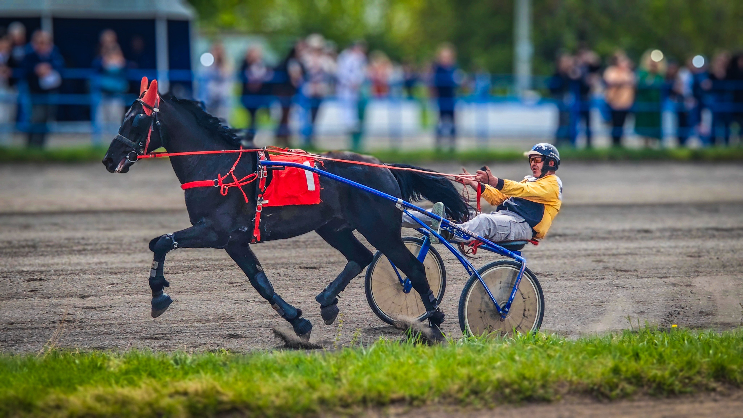 Красноярский ипподром. Открытие сезона 2025. Игорь Урывский. Фотограф Красноярск