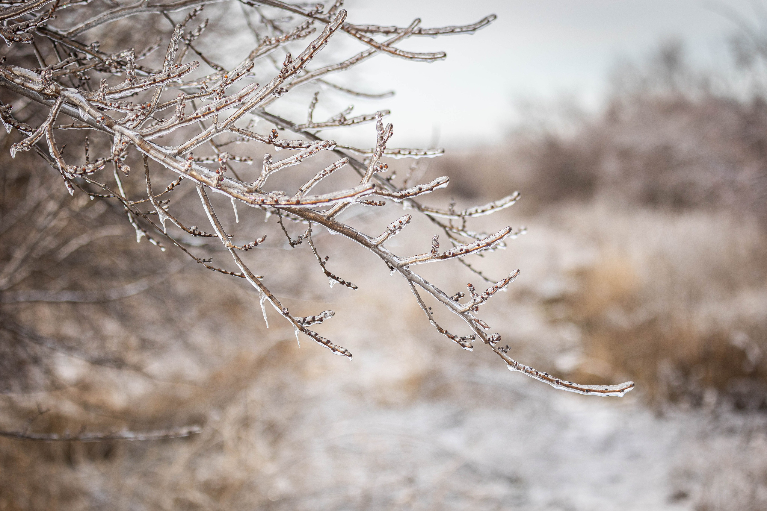 Дикий животный мир. Фотограф-АниМалист Анна Абрамова