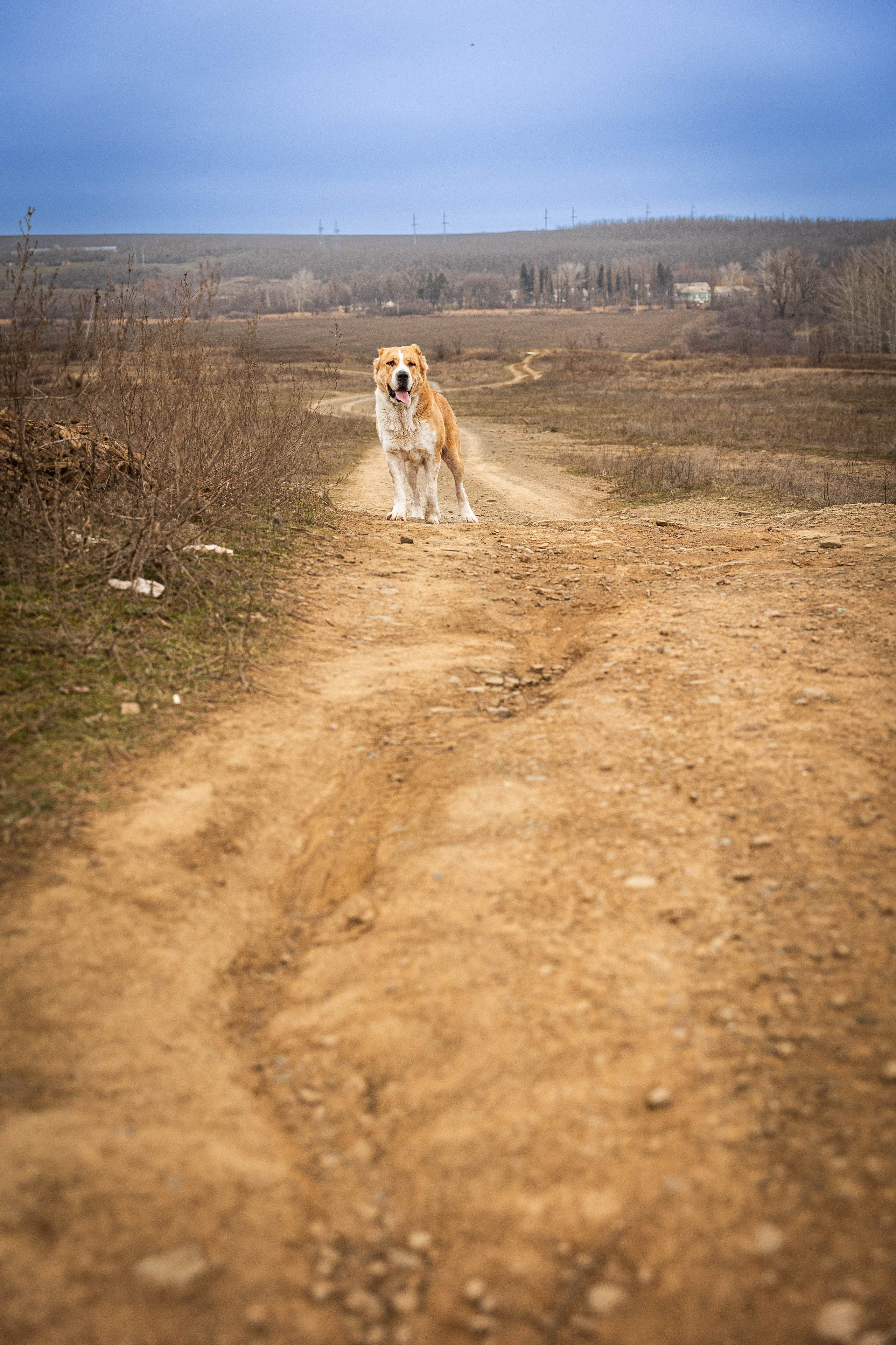Пальма. Фотограф-АниМалист Анна Абрамова