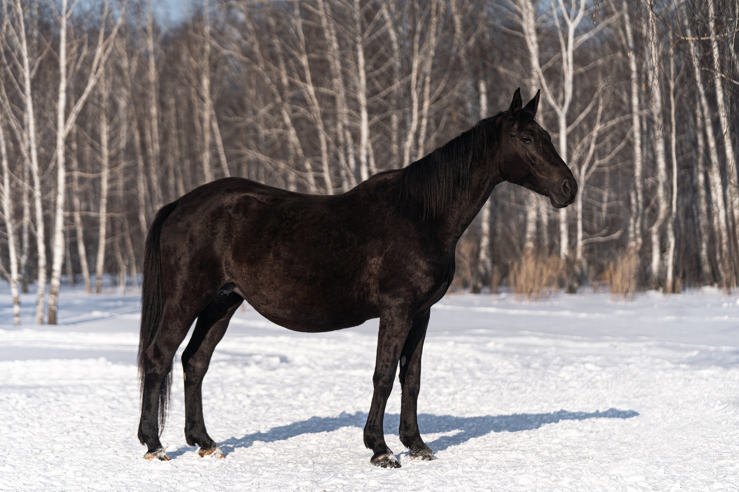 Хеппи Гуль. Главная