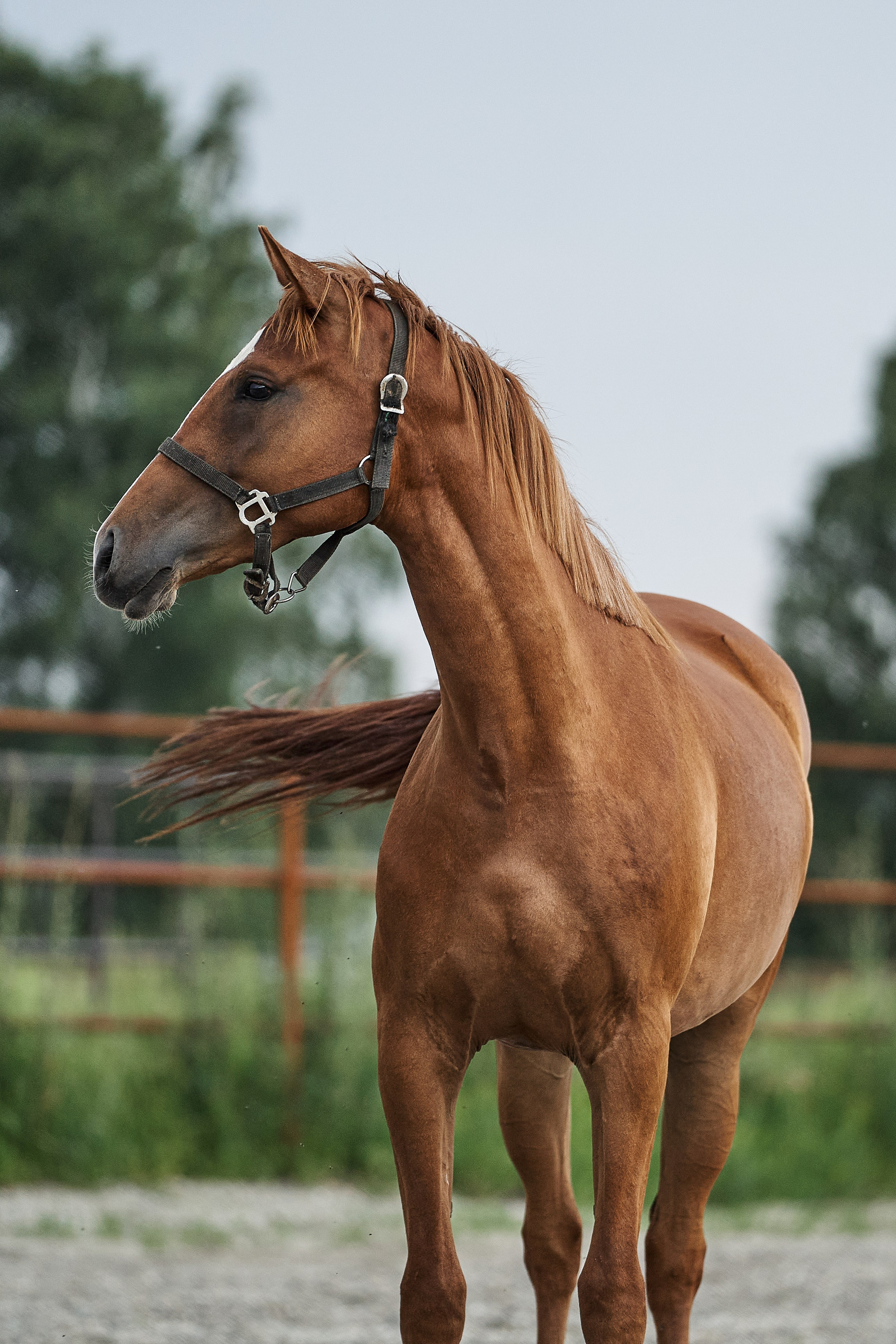 Сопрано Фуоко С (Парламент — Сабина). Главная