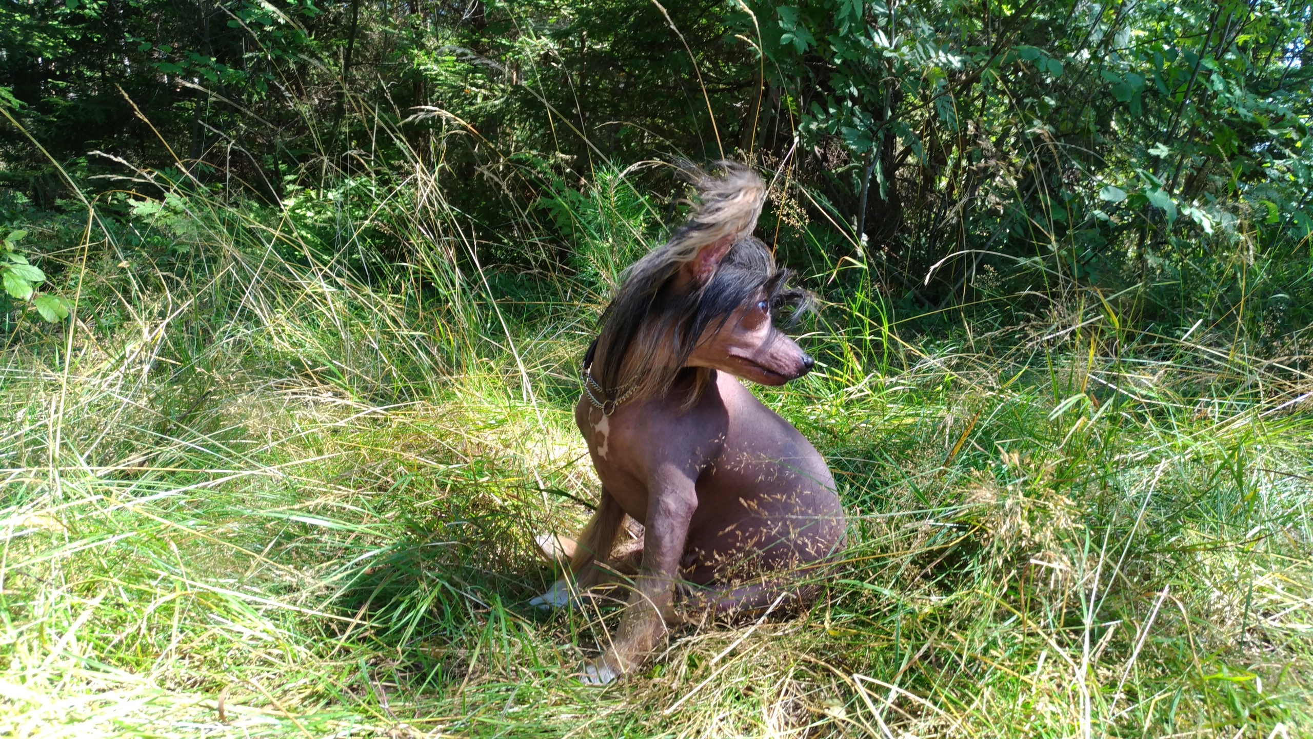 Hike to Konakovo. Poale Ell Chinese Crested Dog Kennel: Buy a puppy from the kennel