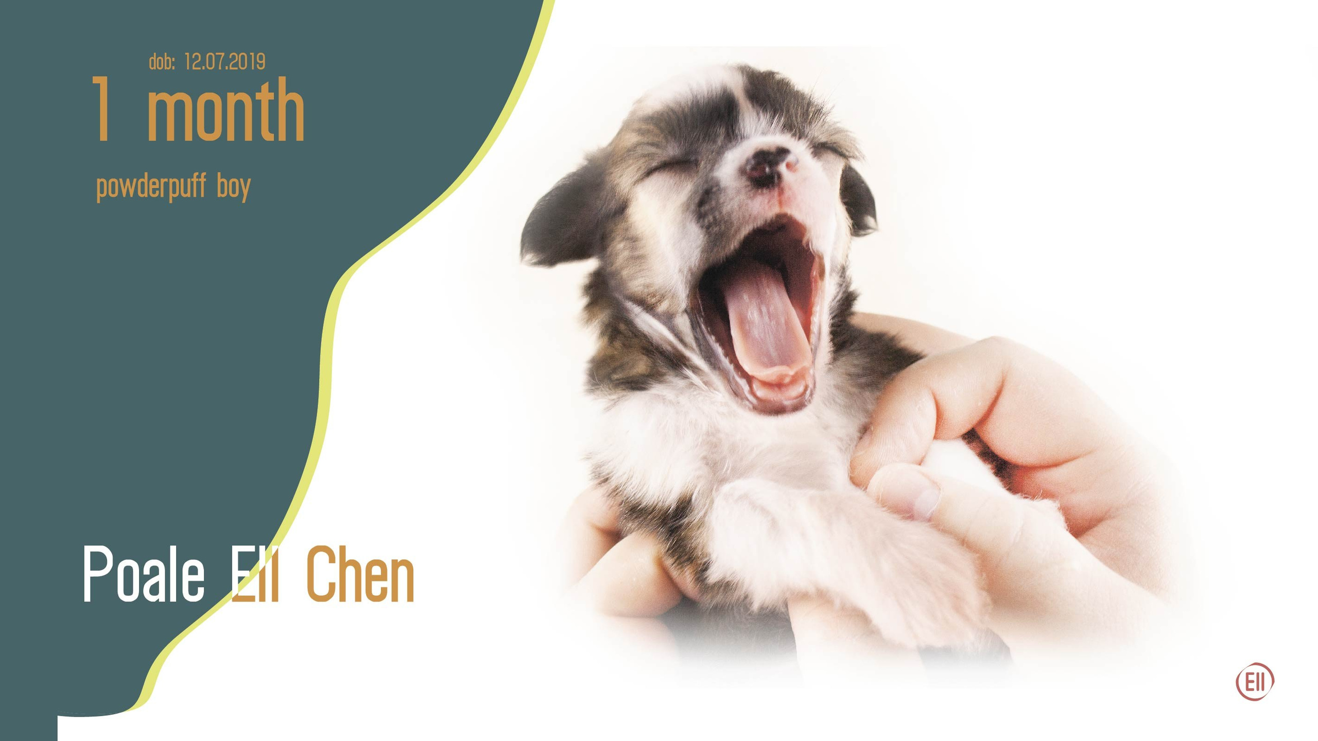 Litter C. Chinese Crested Dog Kennel Poale Ell