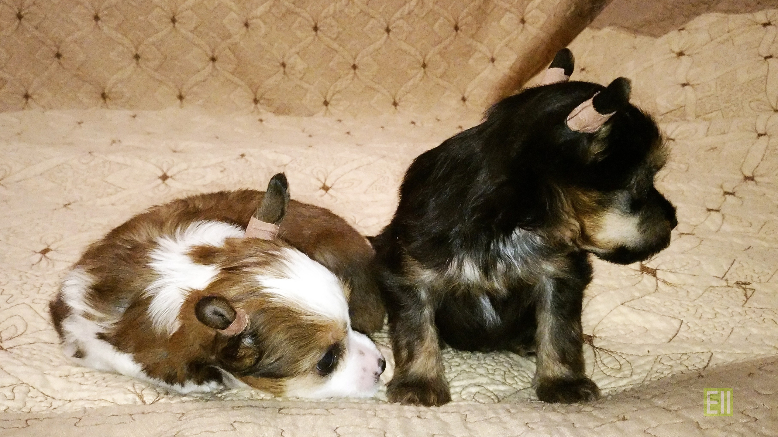 Litter B. Chinese Crested Dog Kennel Poale Ell