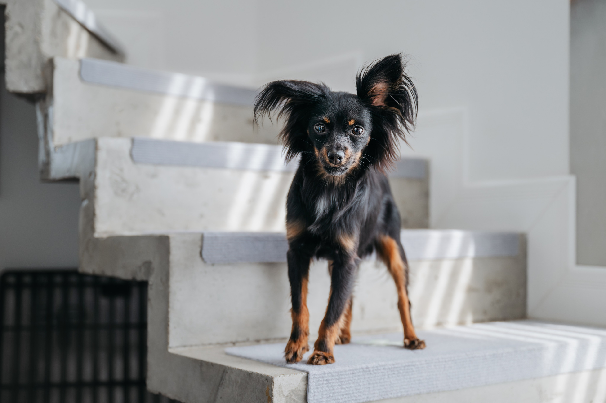 Домашняя съемка. Фотограф Анималист в Москве Анастасия Жучкова