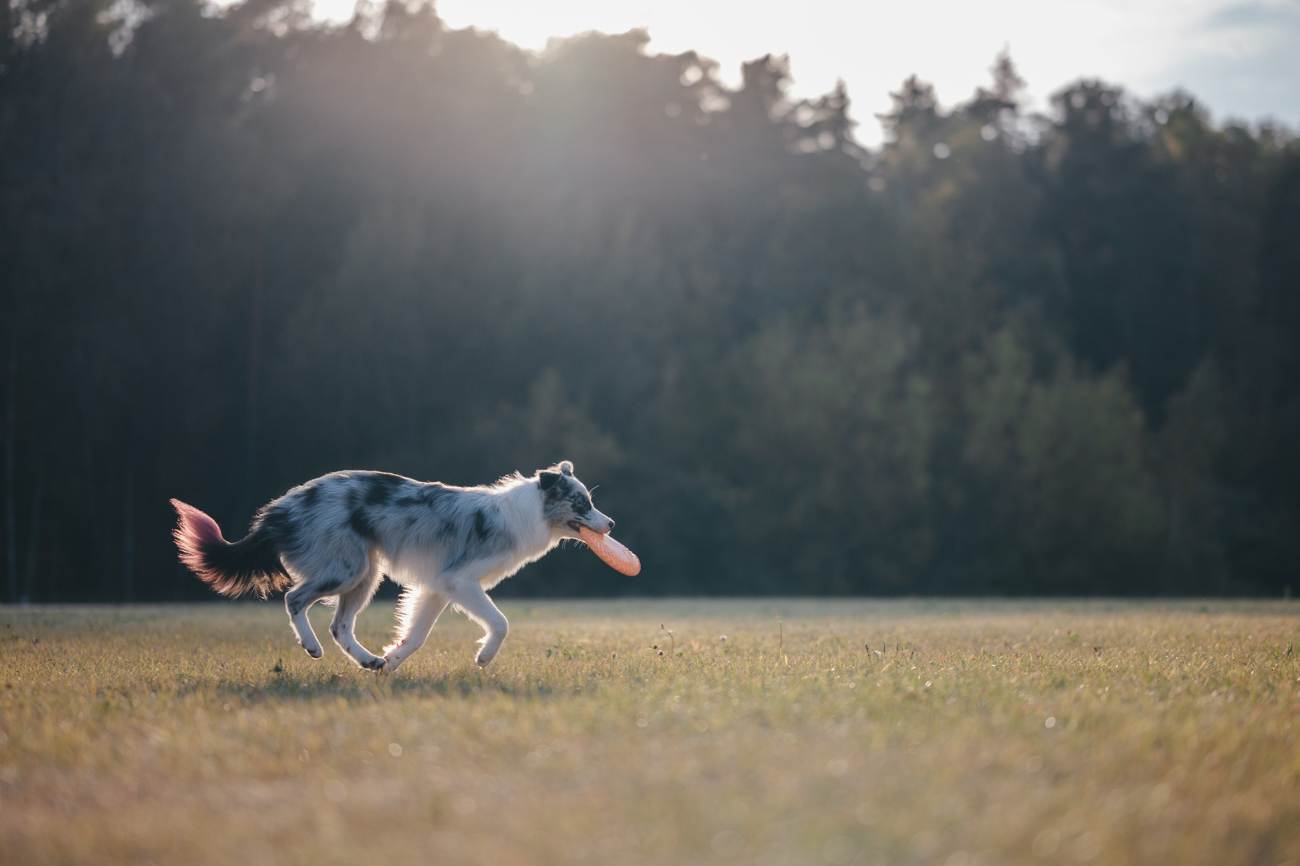 Бордерколли и фрисби. Фотограф Анималист в Москве Анастасия Жучкова
