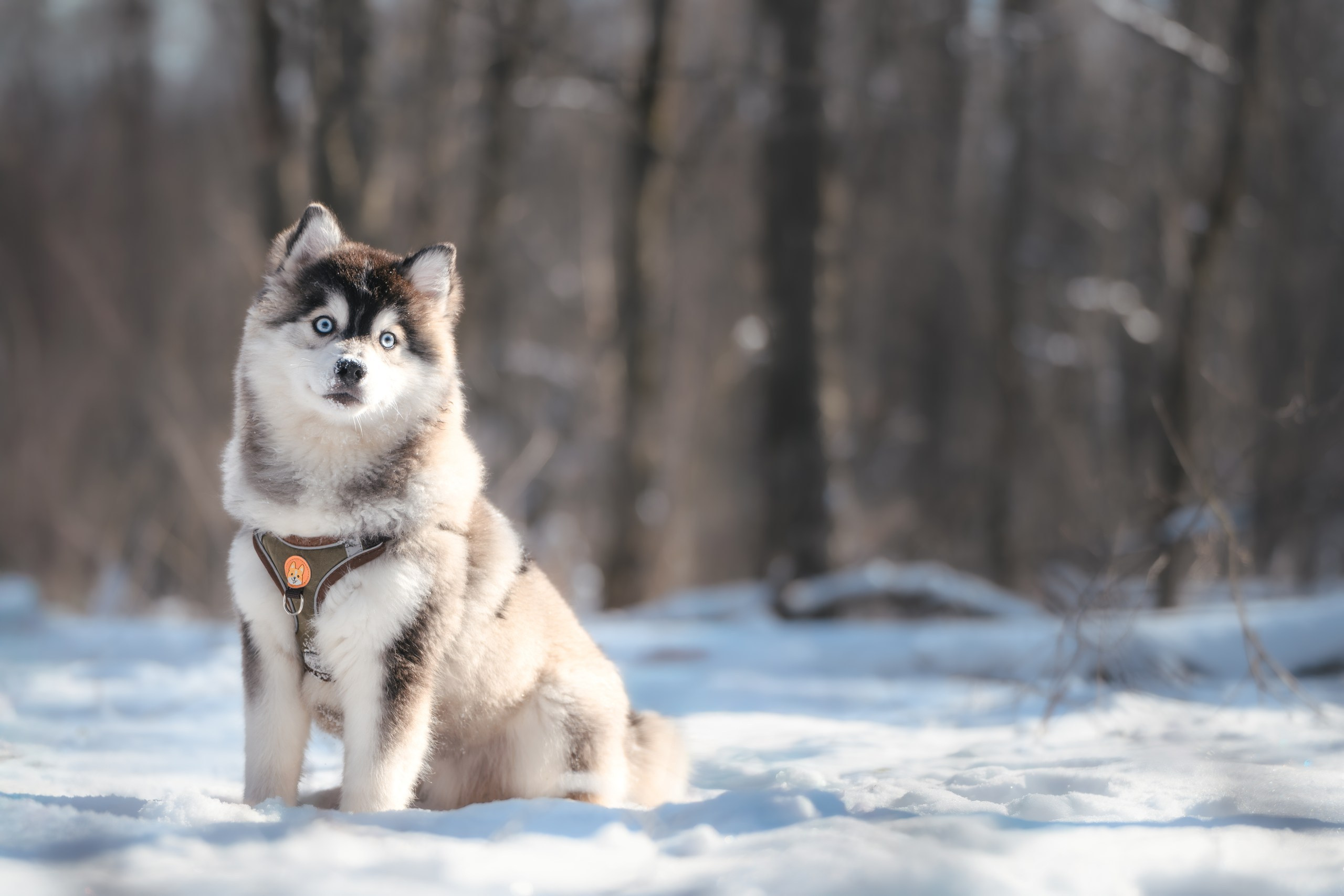 Виктория и 4 помски. Фотограф Анималист в Москве Анастасия Жучкова