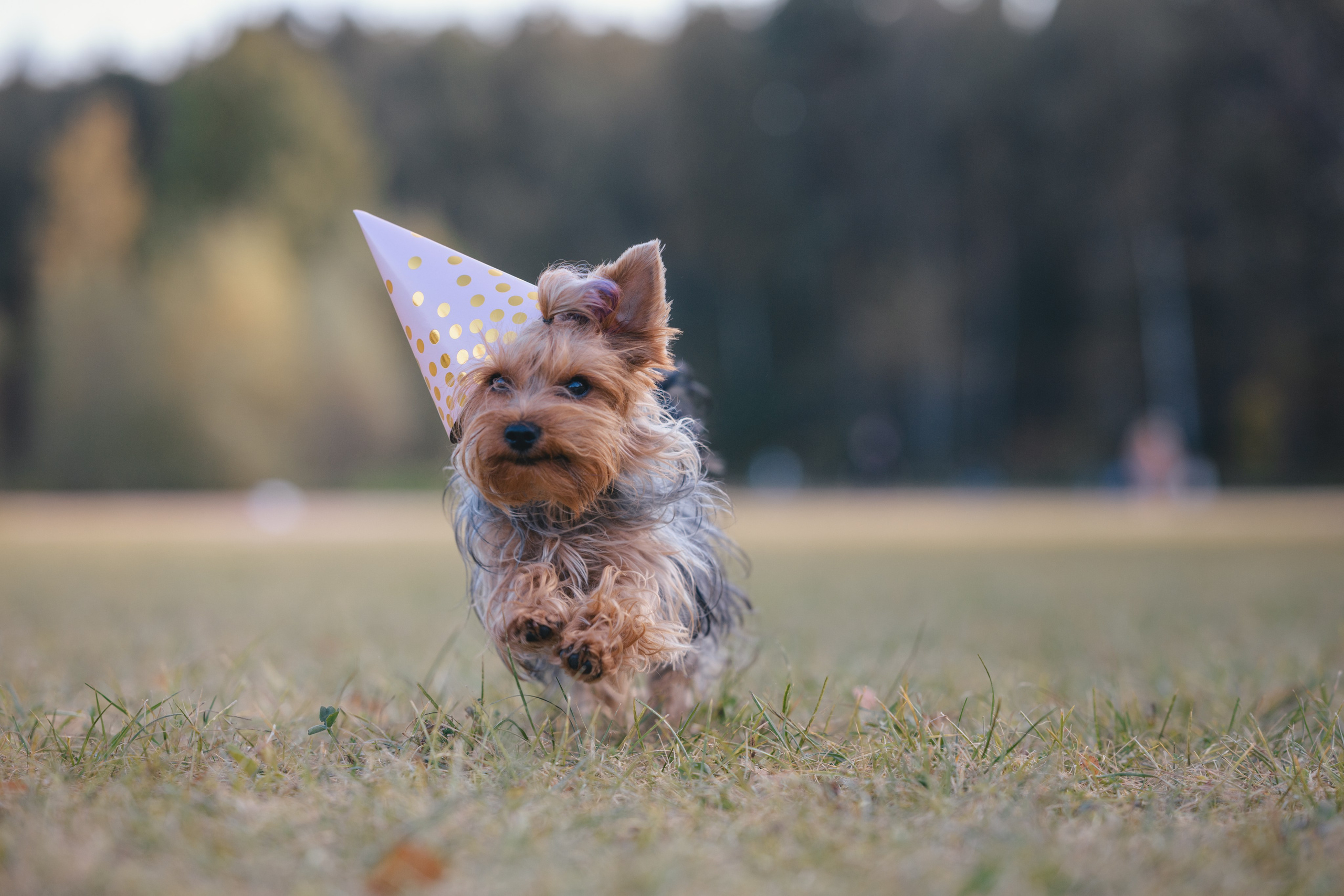 День Рождение. Фотограф Анималист в Москве Анастасия Жучкова