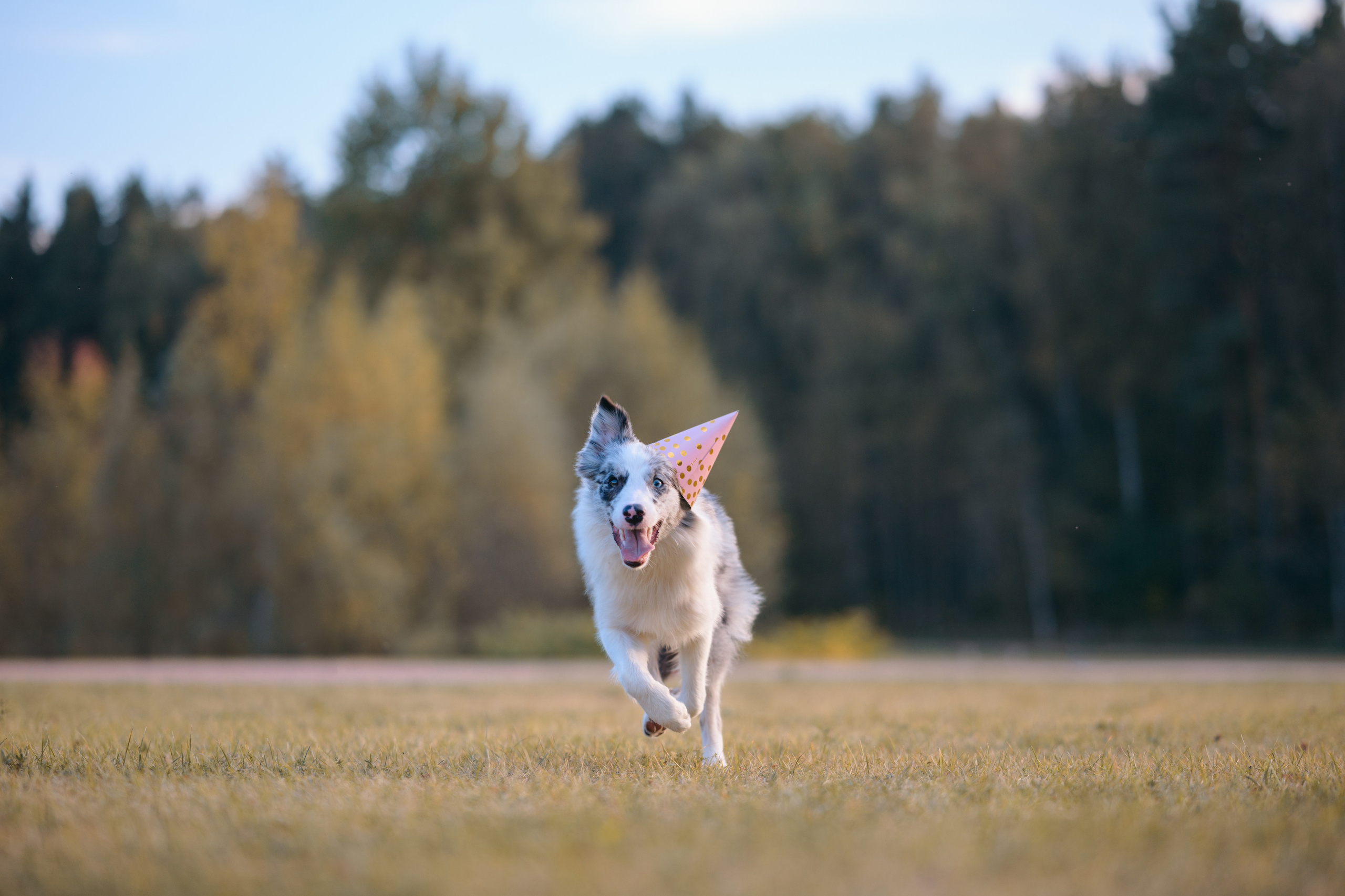 День Рождение. Фотограф Анималист в Москве Анастасия Жучкова