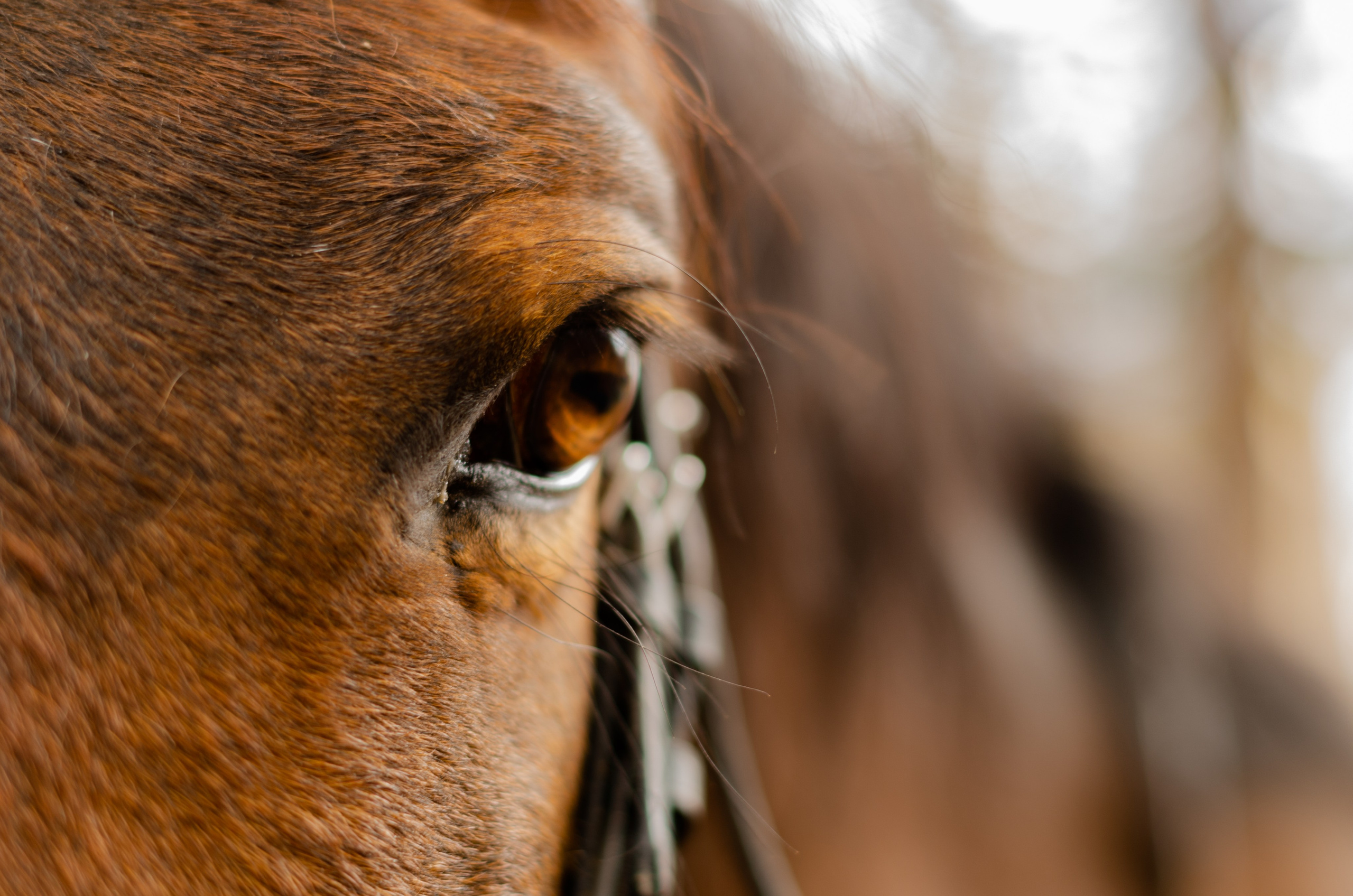 Ковбойская девчонка. Фотограф Марина Доглядная Челябинск фотосессии с лошадьми, мотоциклами