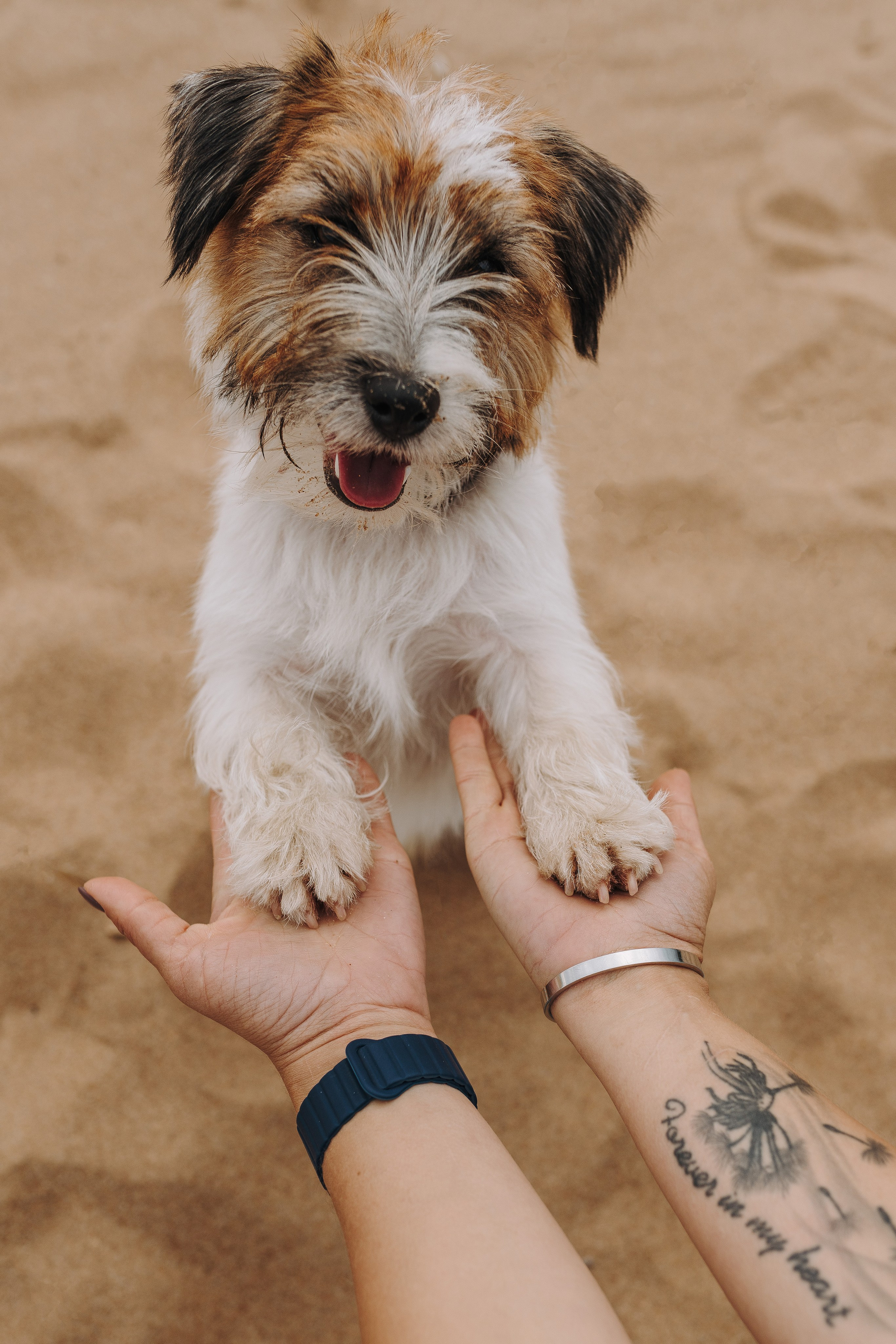 Оля, Ларс и Лукас. Фотограф анималист в Спб недорого Олеся Майорова