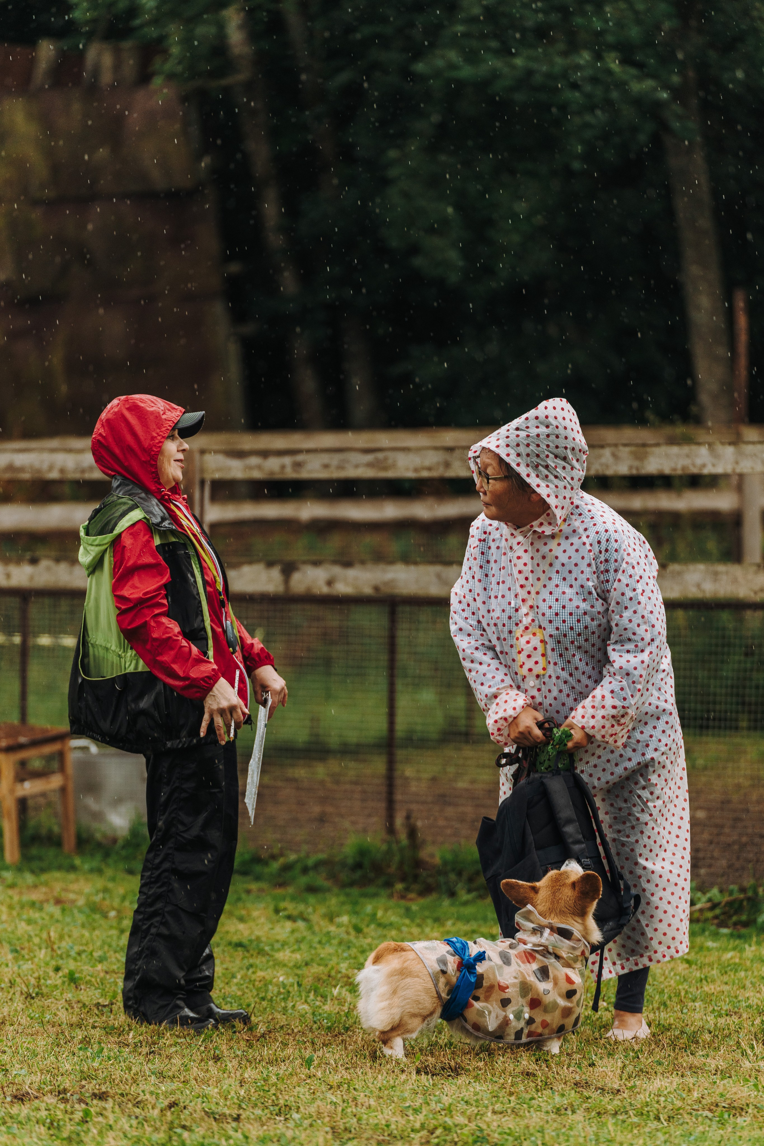 Соревнования по ноузворку в Новожилово. Фотограф анималист в Спб недорого Олеся Майорова