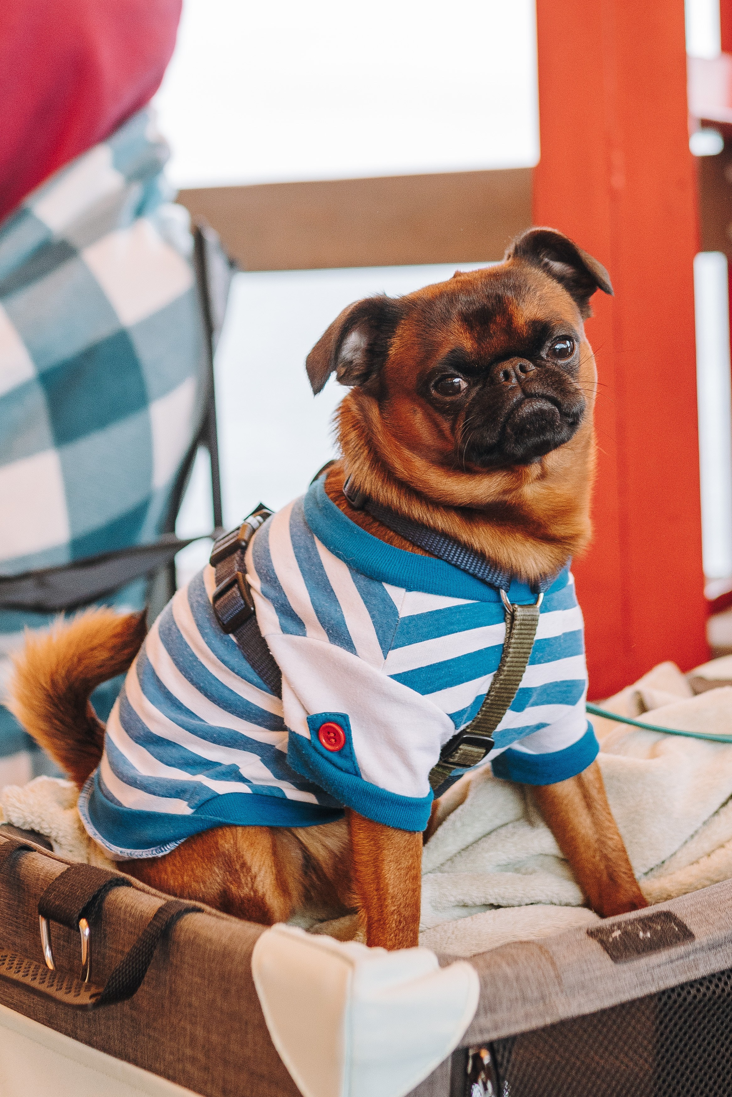 Соревнования по ноузворку в Лосево. Фотограф анималист в Спб недорого Олеся Майорова