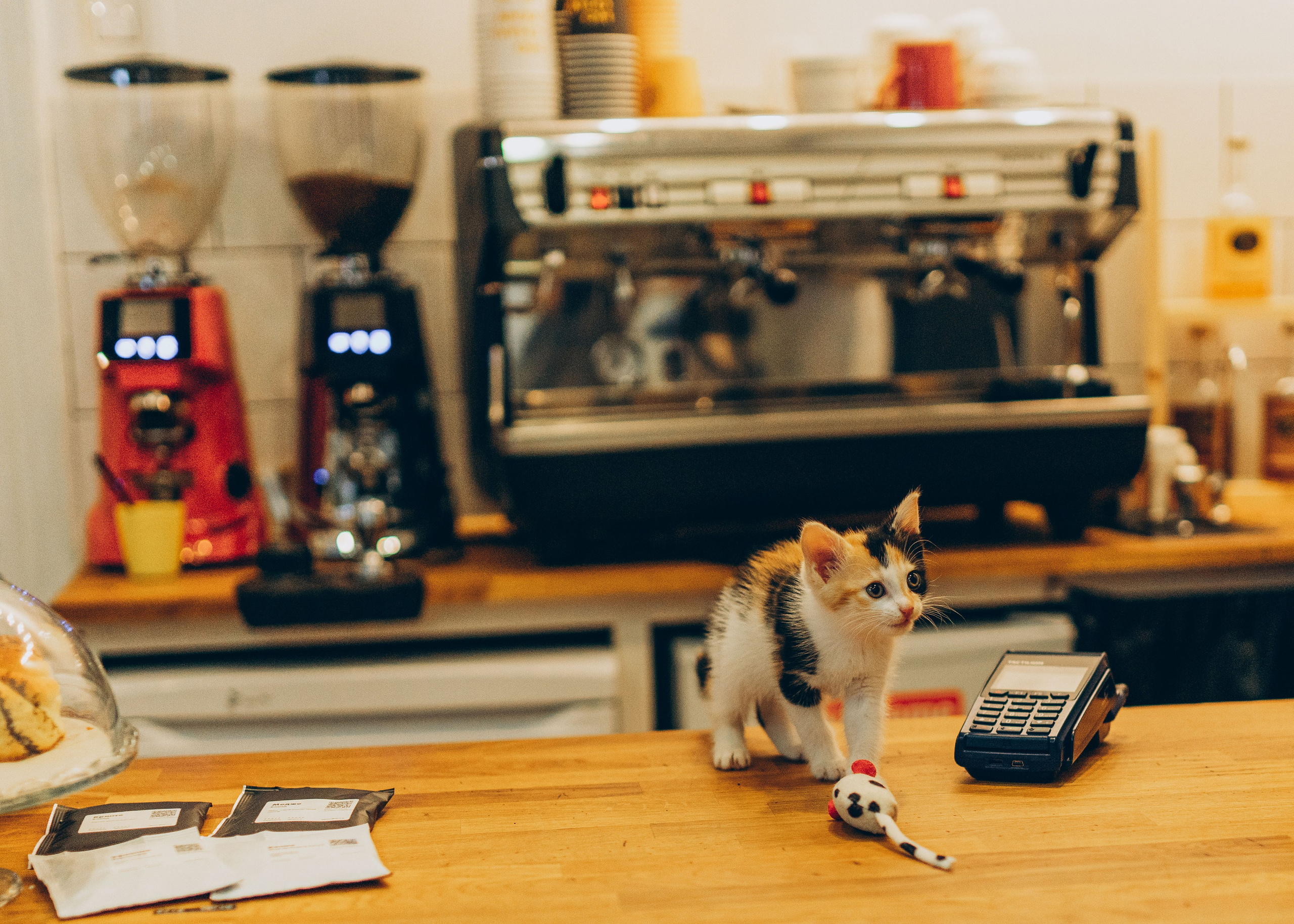 Соник. Фотограф анималист в Спб недорого Олеся Майорова