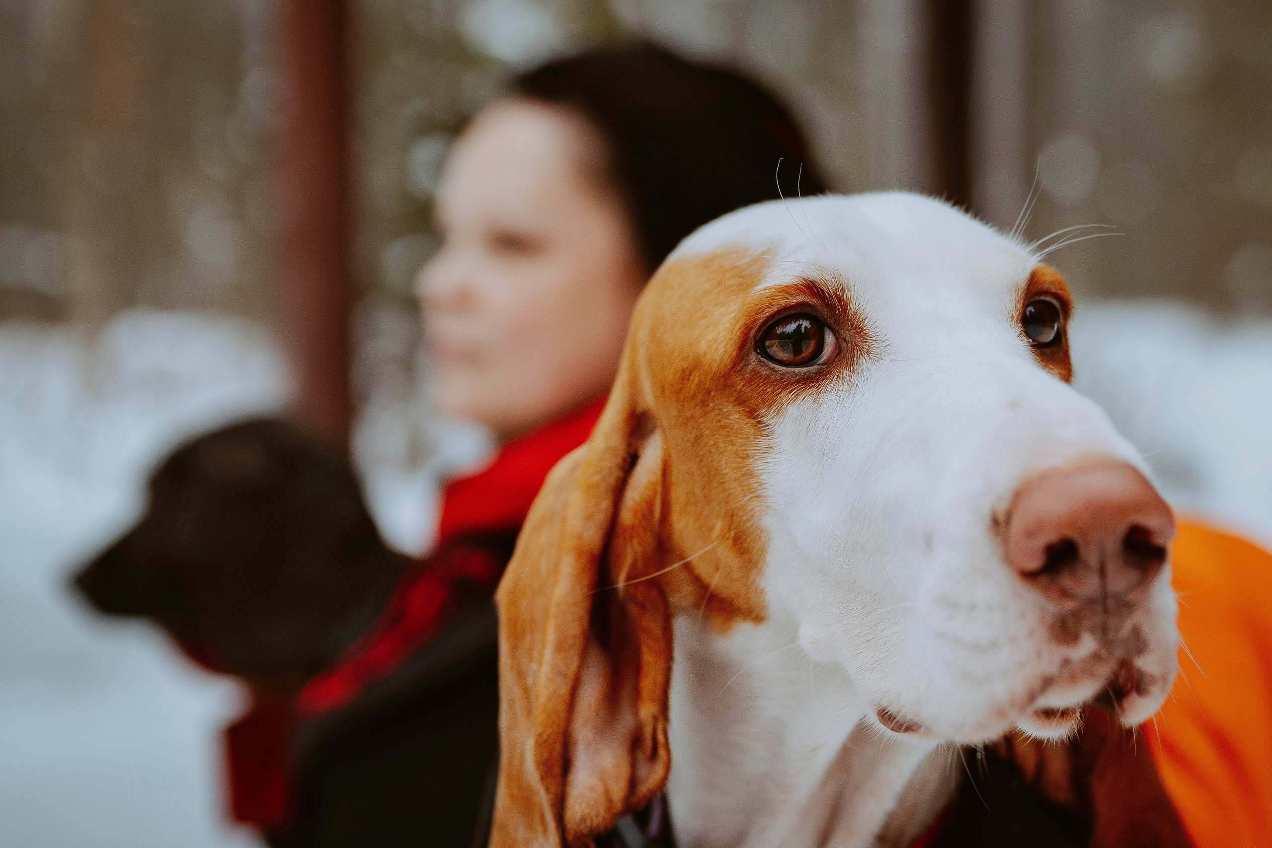 Ольга, Рора и Румпель. Фотограф анималист в Спб недорого Олеся Майорова