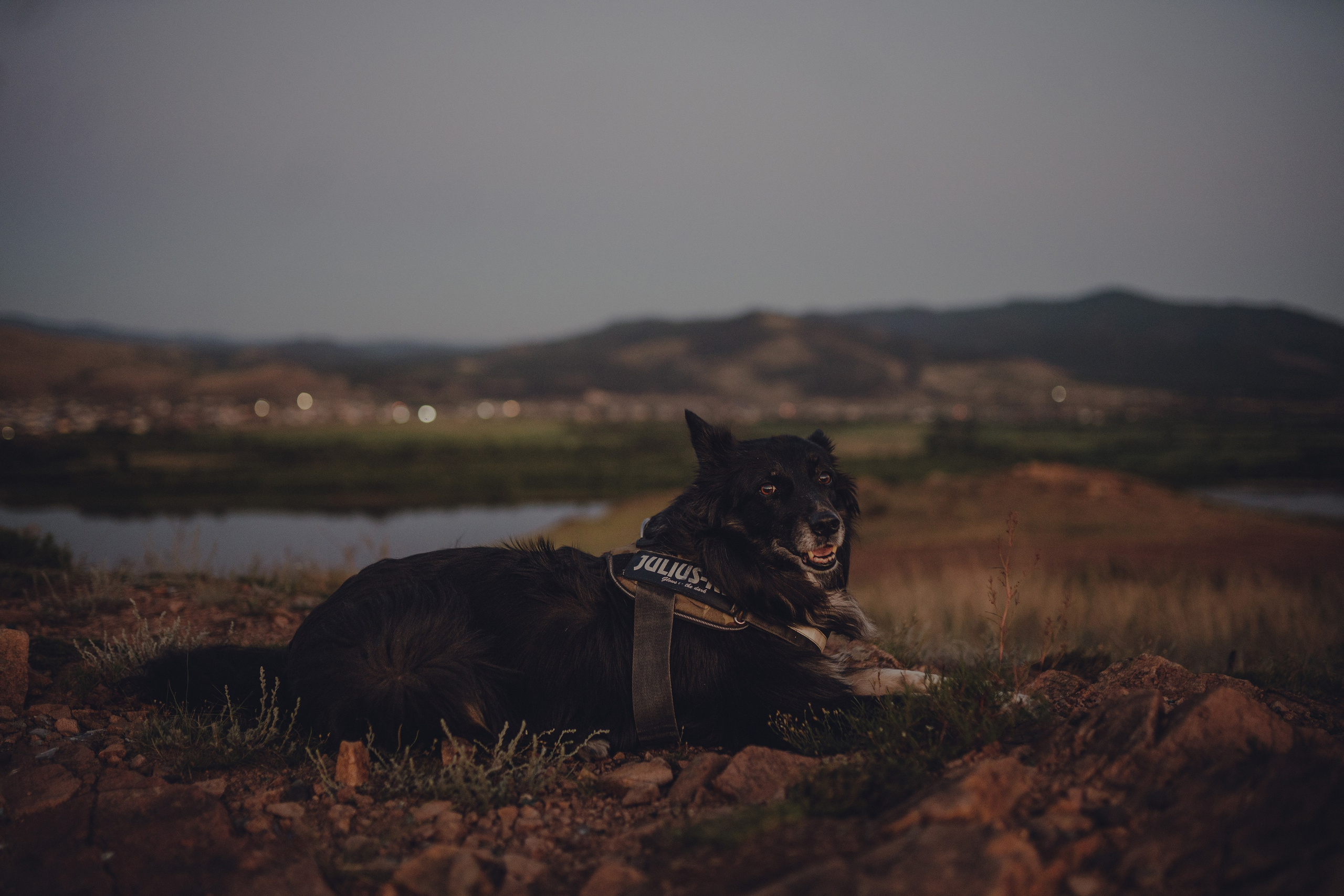 Настя и Умка. Фотограф анималист в Спб недорого Олеся Майорова