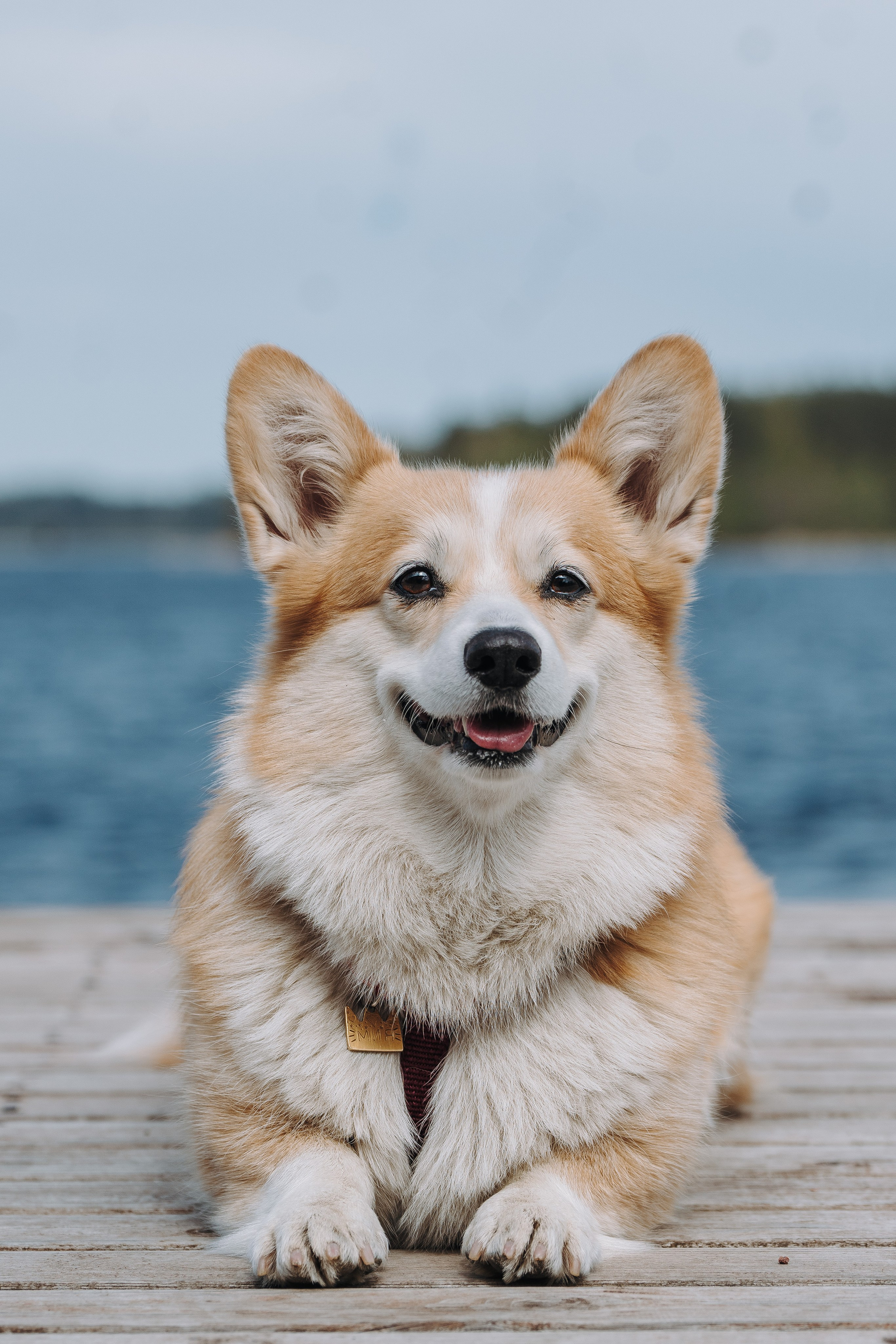 Соревнования по ноузворку в Лосево. Фотограф анималист в Спб недорого Олеся Майорова