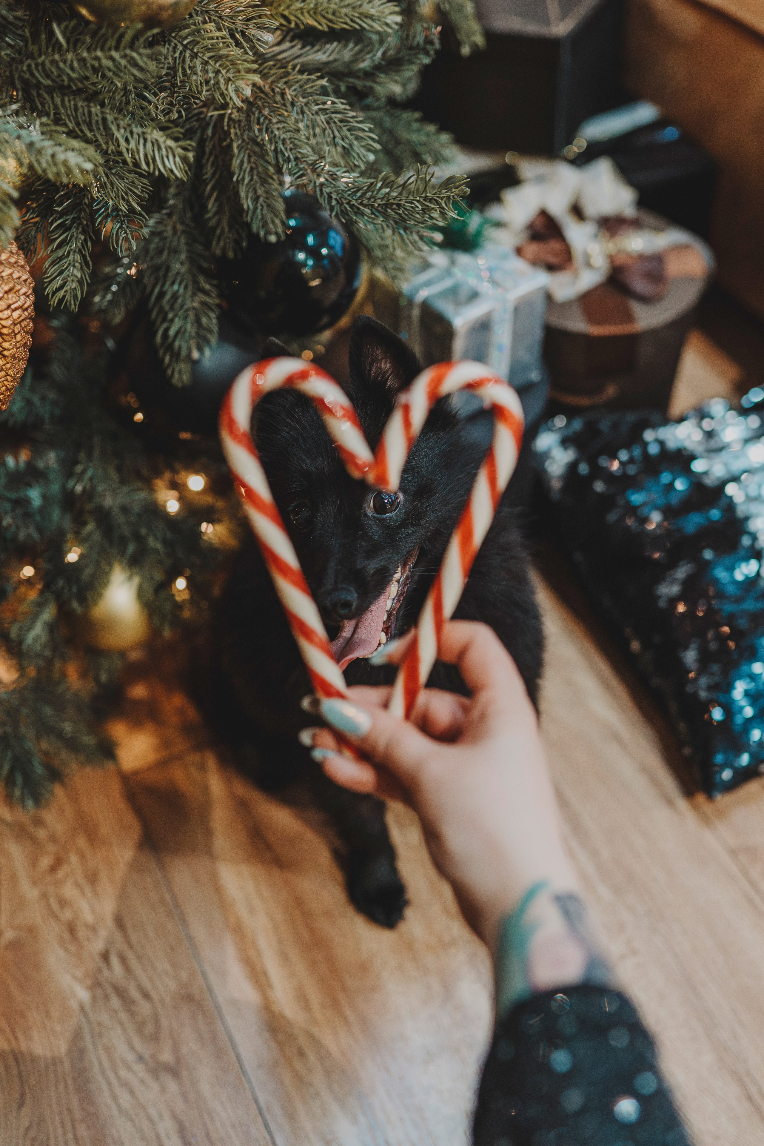 Аня, Андуин и Тесс. Фотограф анималист в Спб недорого Олеся Майорова