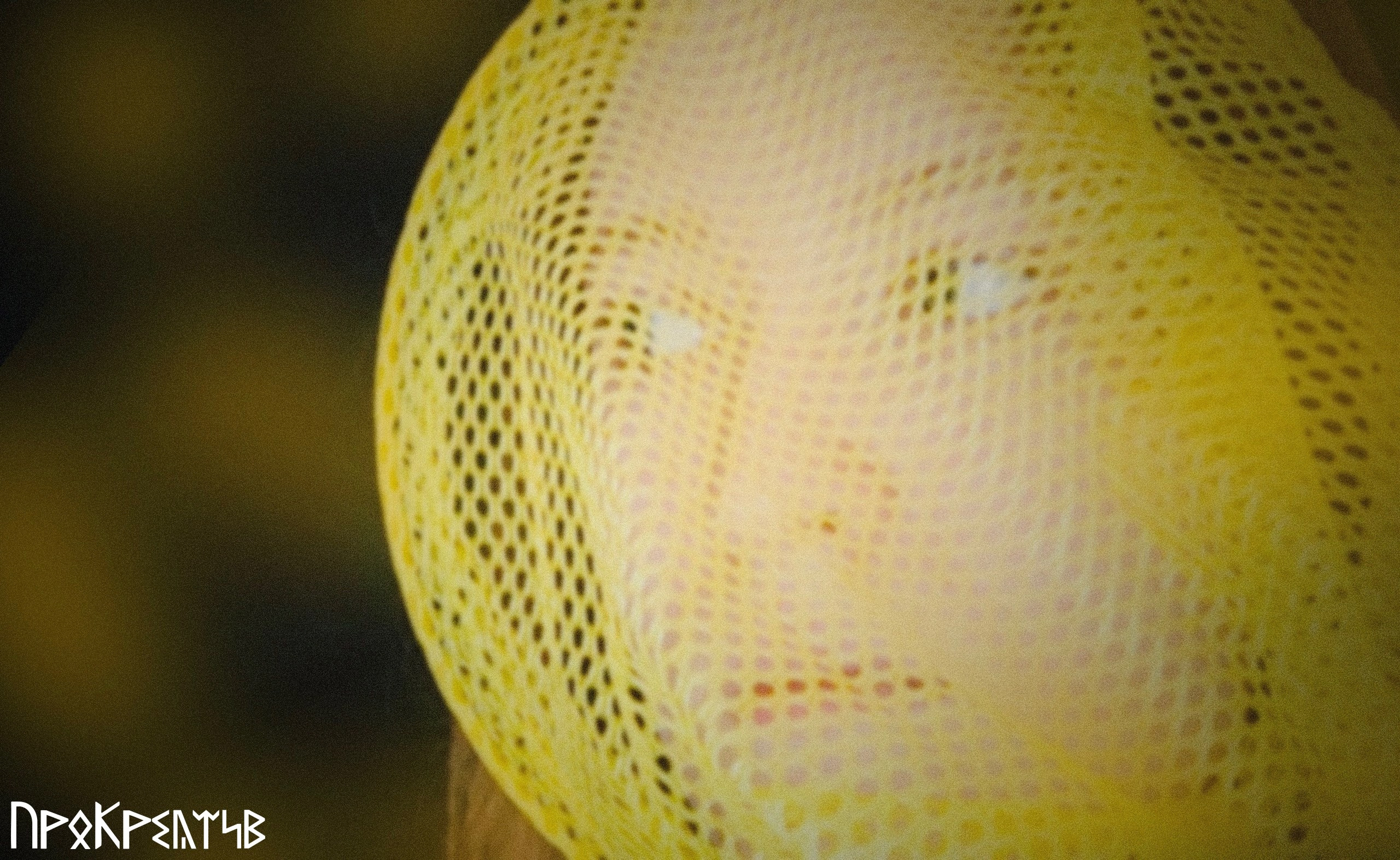 София С