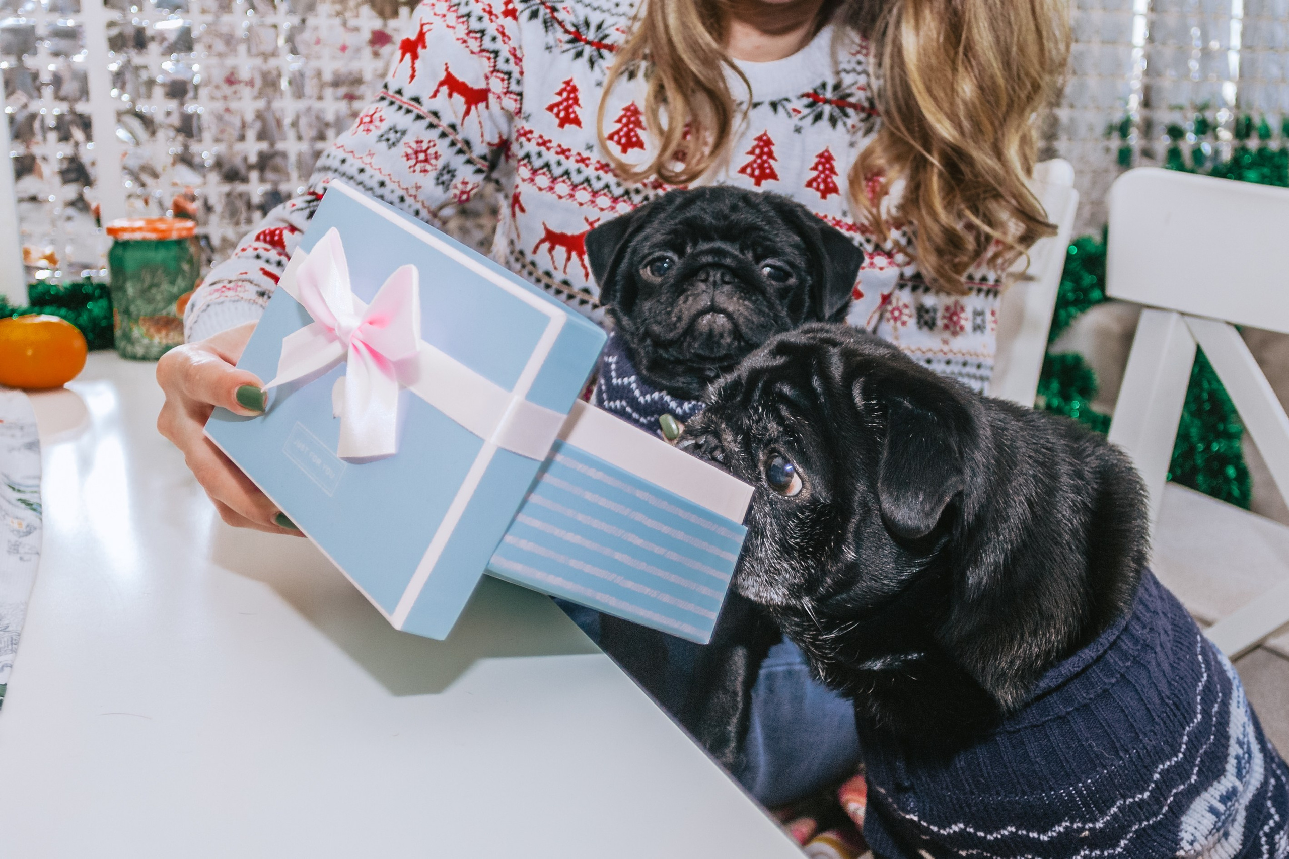 Домашняя фотосессия Оли и двух ее мопсов. Фотограф-анималист Татьяна Степанова