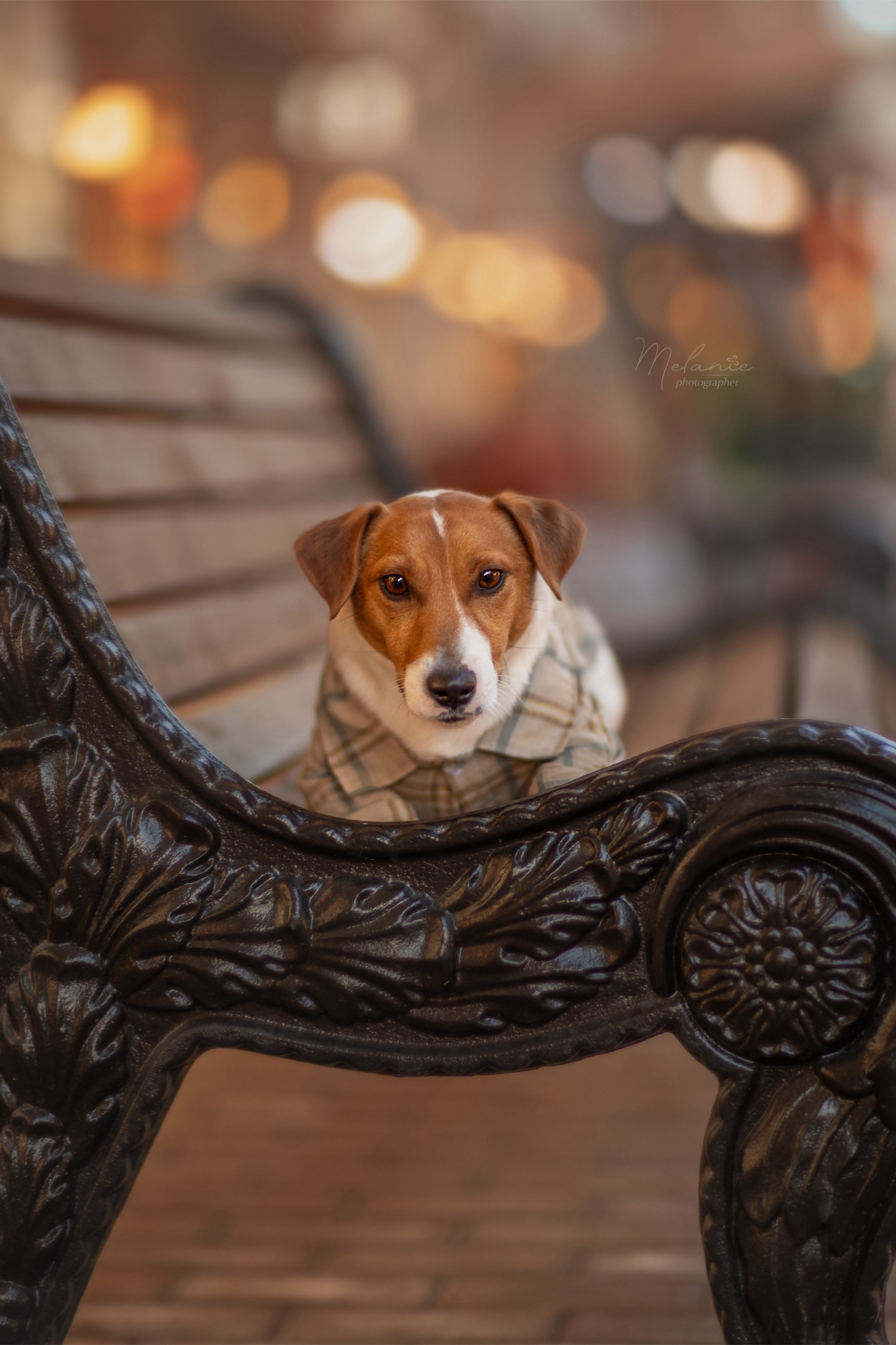 Съемки питомца. Фотограф-анималист в Москве Дорн Мелани