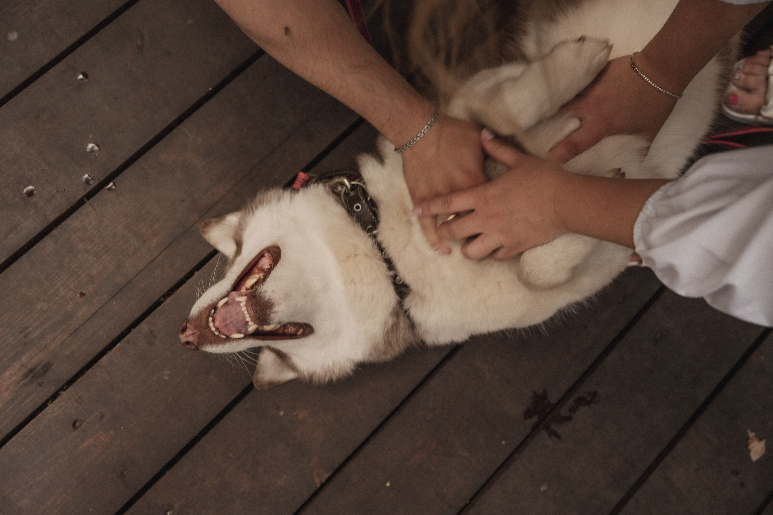 Дарья ♡ Максим ✧ Чоки — История любви, когда в семье есть хаски. Свадебный и портретный фотограф в Москве, Светлана Янковая