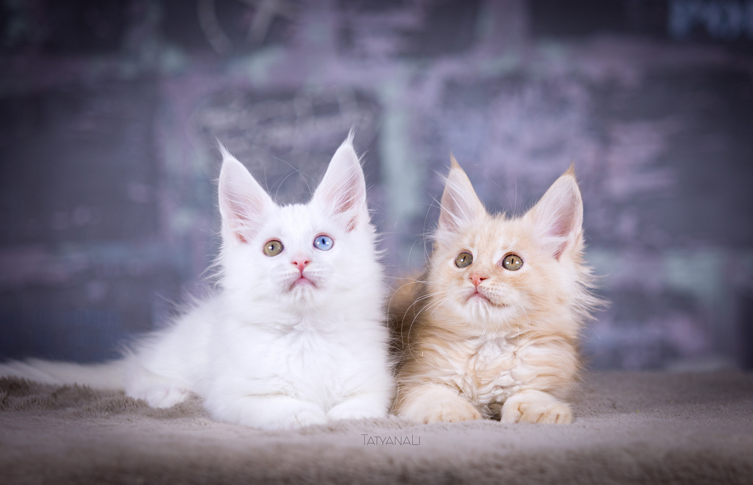 Котята. Фотограф — анималист Татьяна Ли