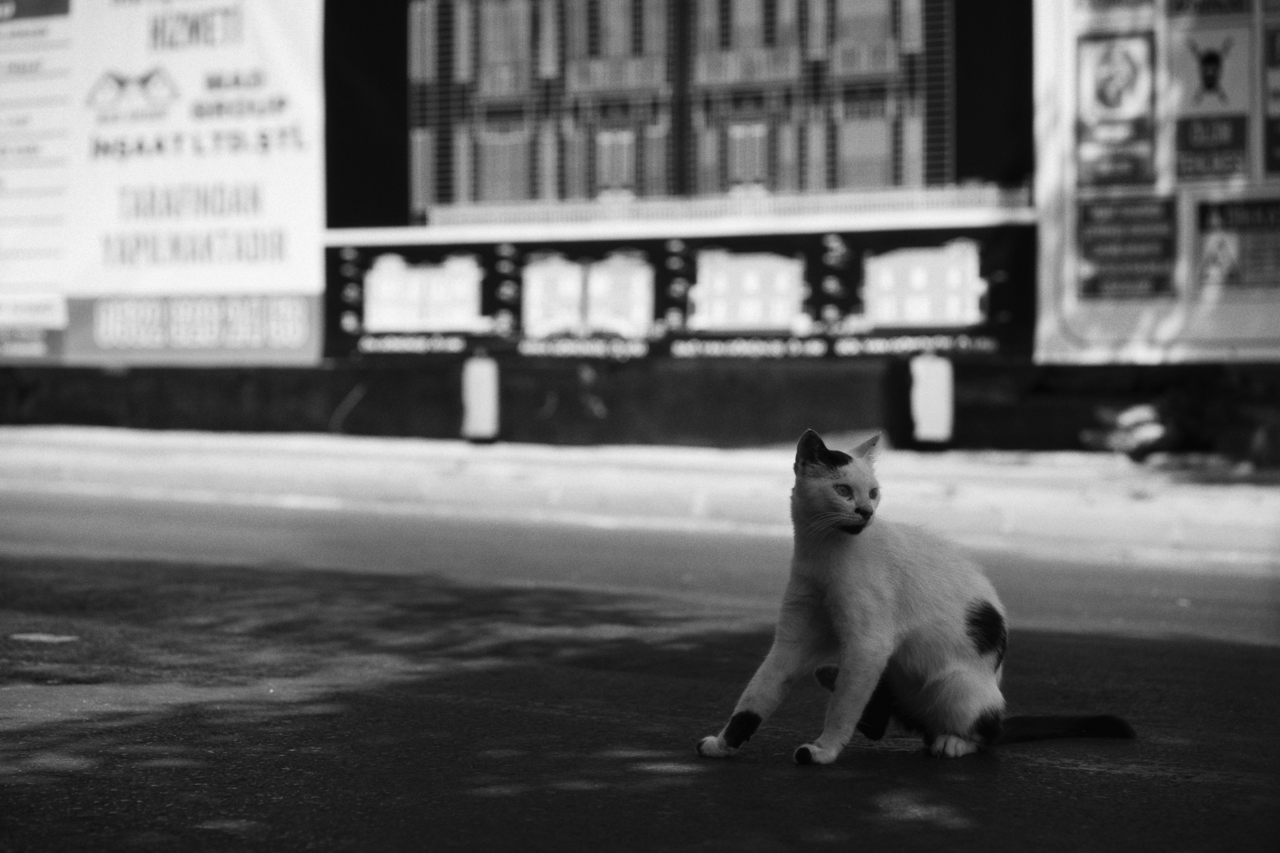 Büyükada х Heybeliada, Istanbul / Türkey SS25. Фотограф Юрин Евгений