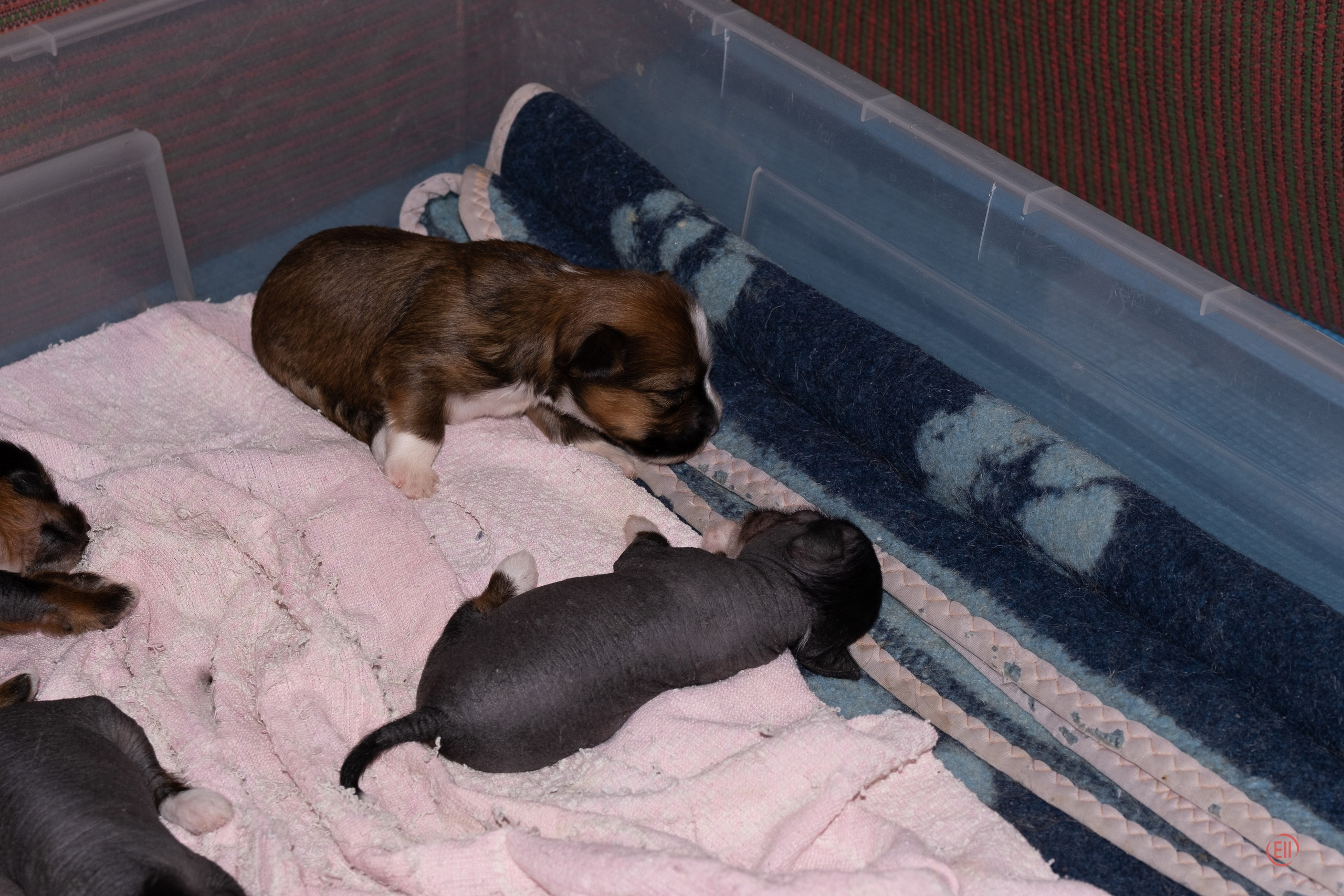 Litter V. Poale Ell Chinese Crested Dog Kennel: Buy a puppy from the kennel