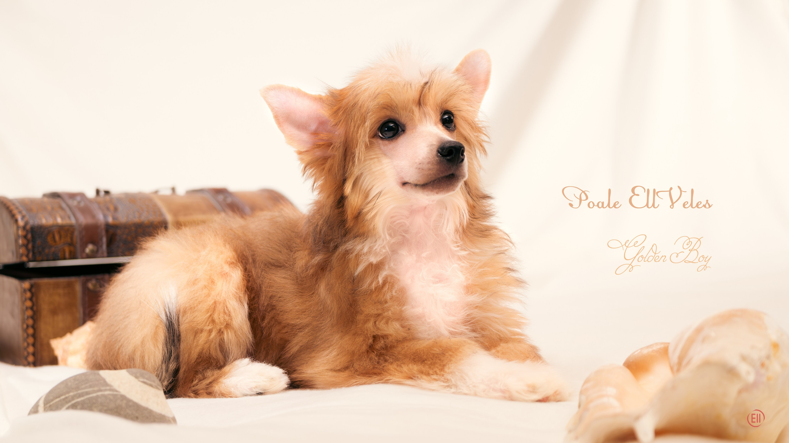 Poale Ell Veles. Chinese Crested Dog Kennel Poale Ell