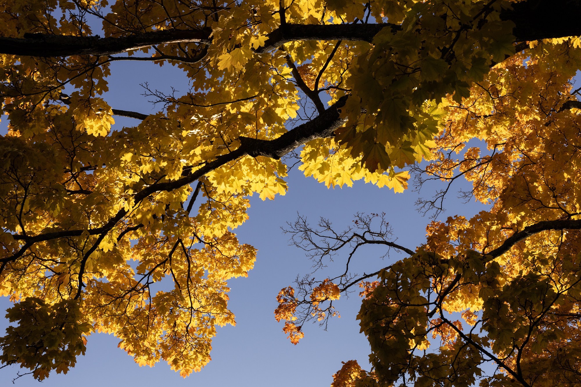 Лена. Фотограф в Санкт-Петербурге Смирнова Диана