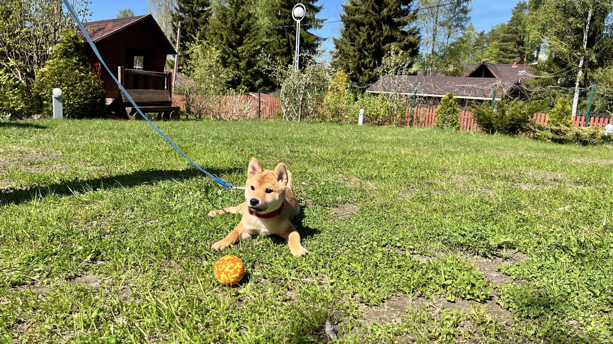 сиба питомник Рубилайт щенки на продажу rubylight  сиба щенки купить