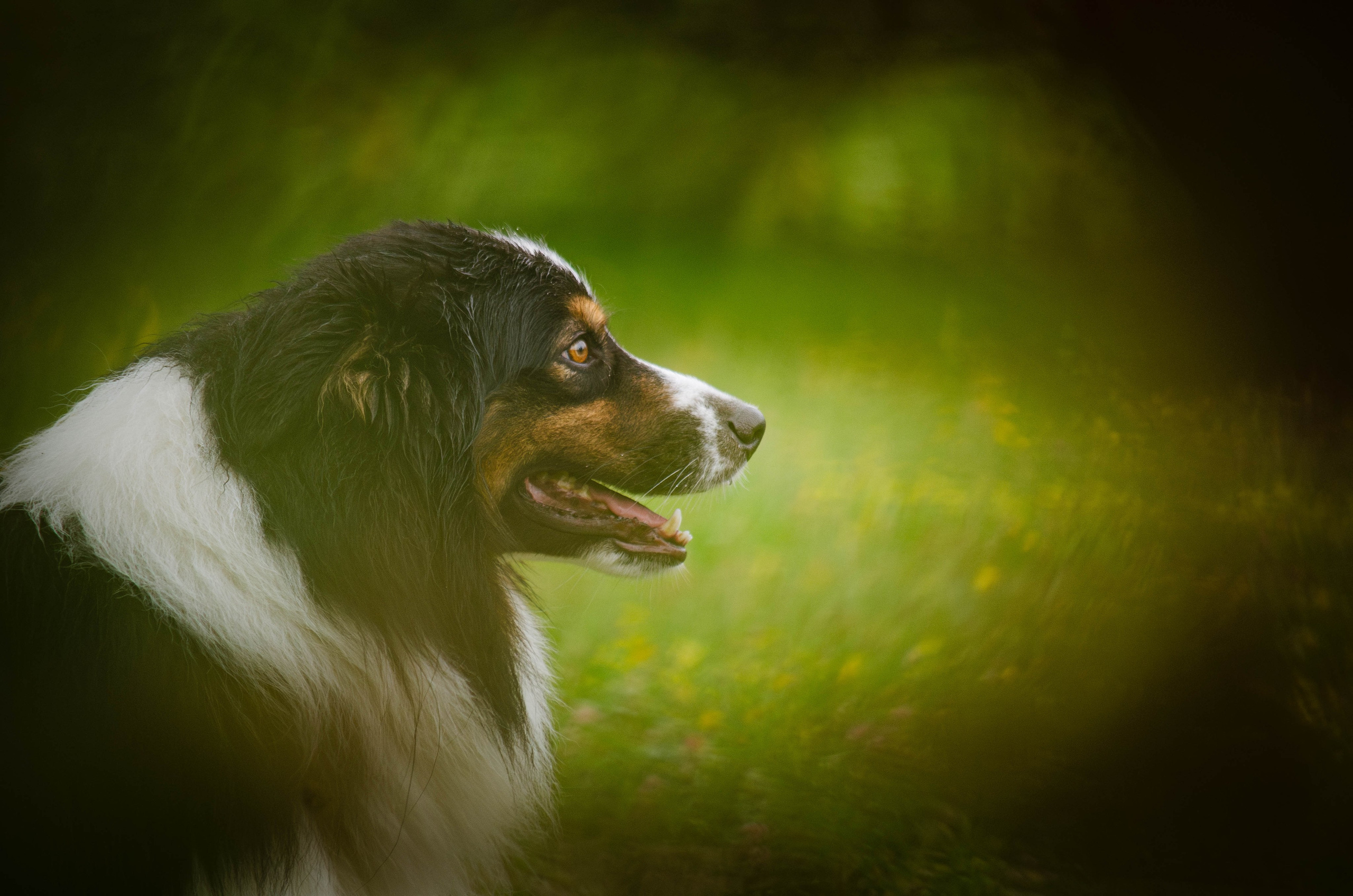Арья и Оззи. Фотограф Светлана Блинова, Москва и Московская область